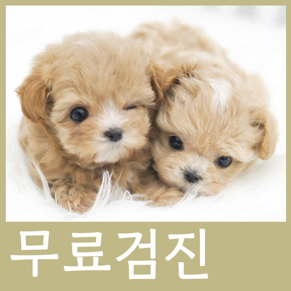 펫아미 강아지분양 고양이분양 동탄점