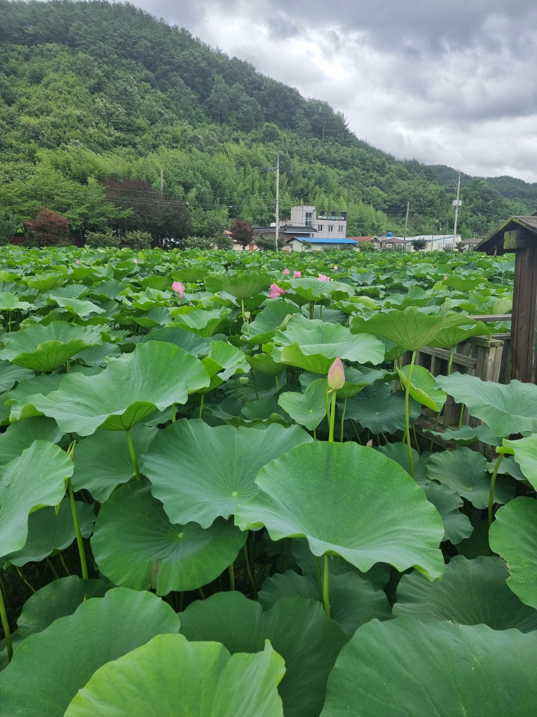 연꽃자리 캠핑타운