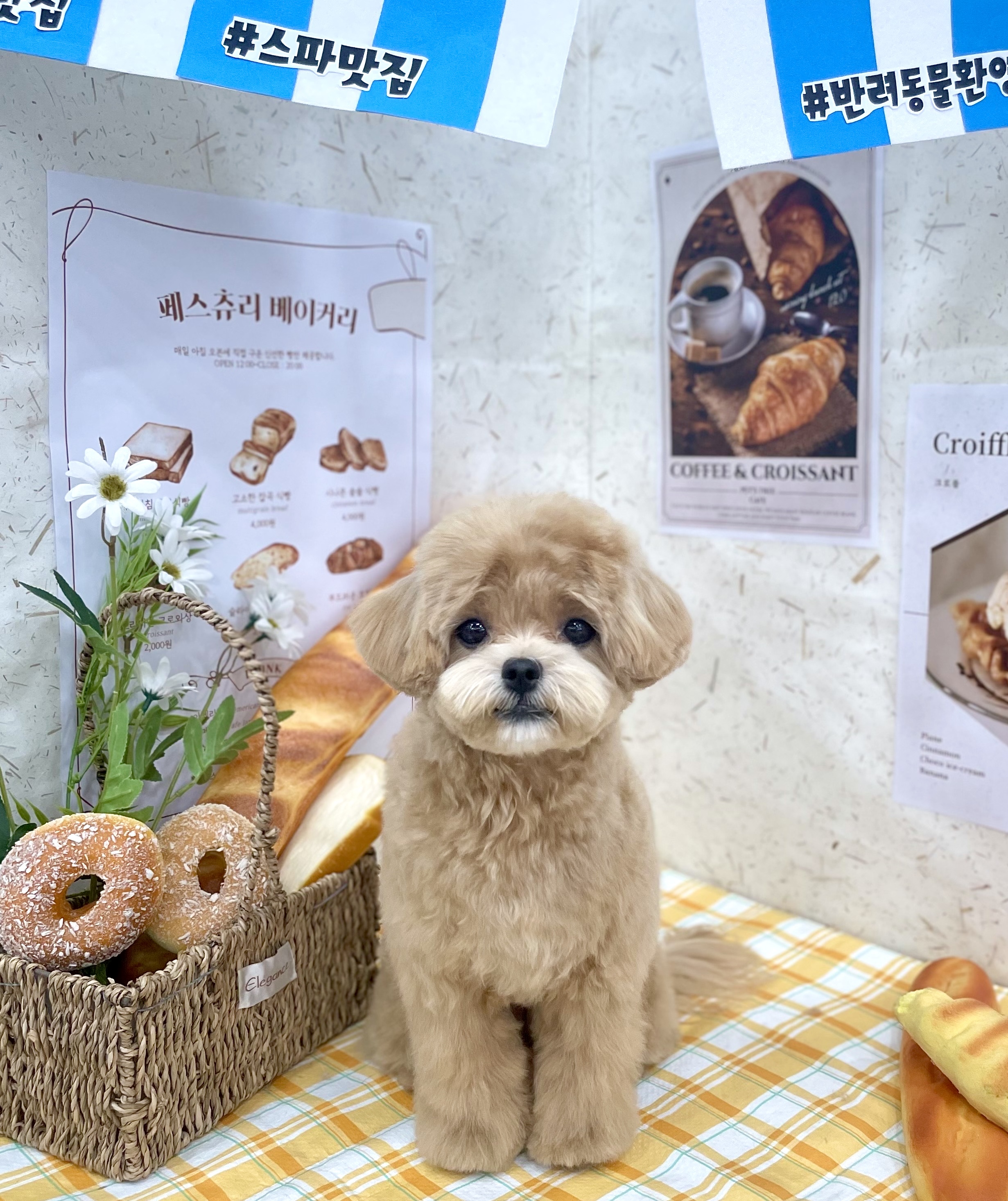 페스츄리펫살롱 화이트역삼점 대표 이미지