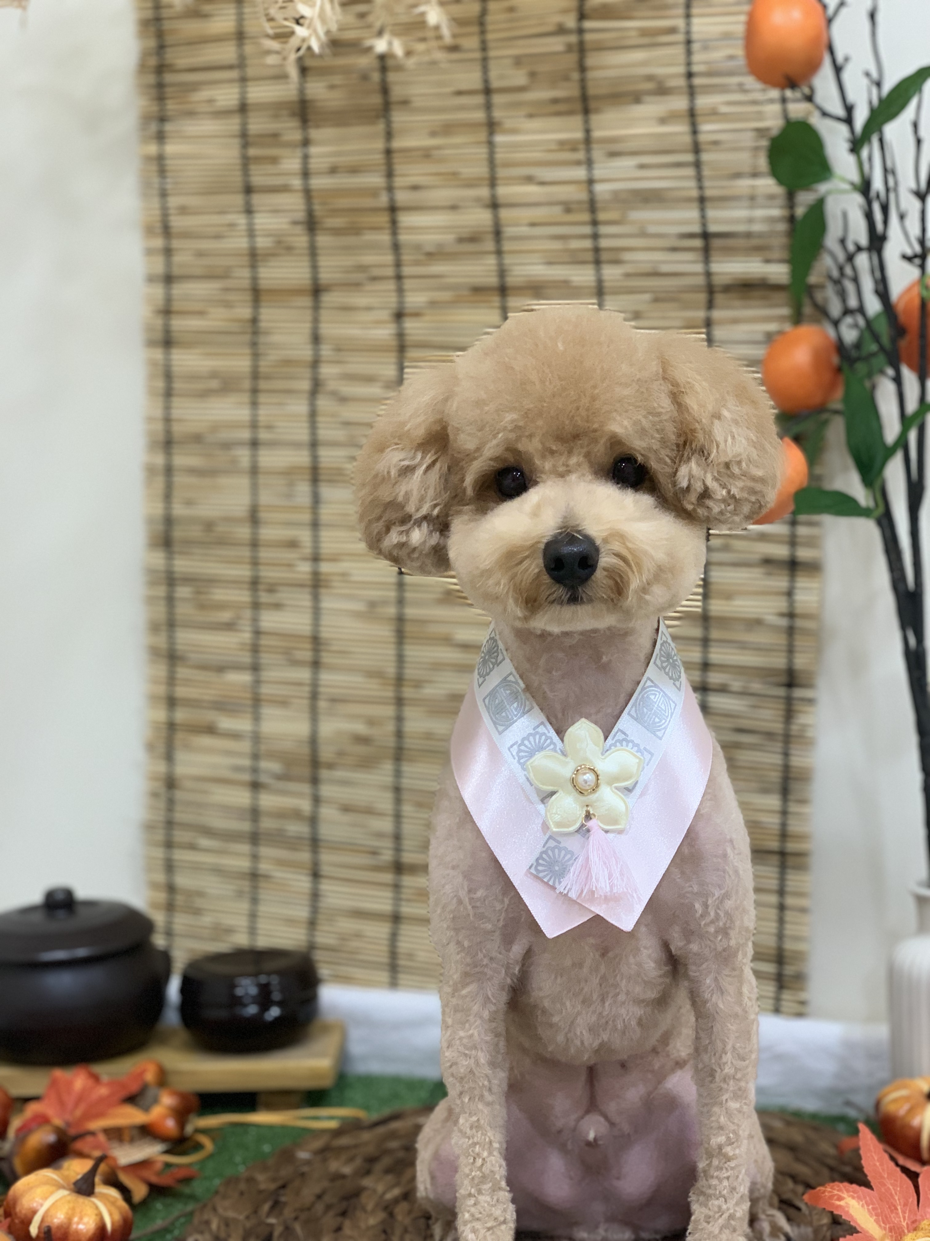 꼬순네 대표 이미지