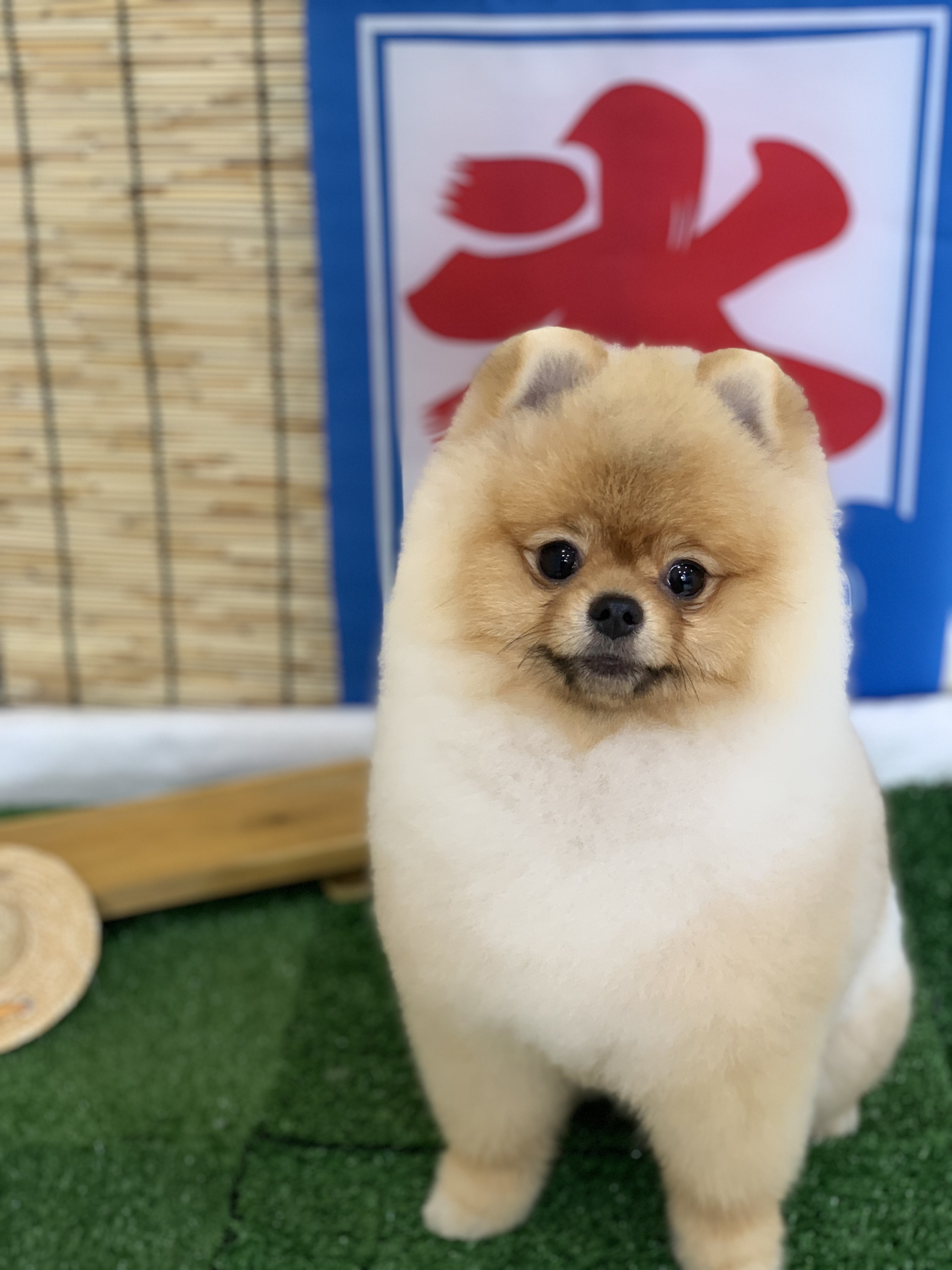 꼬순네 대표 이미지