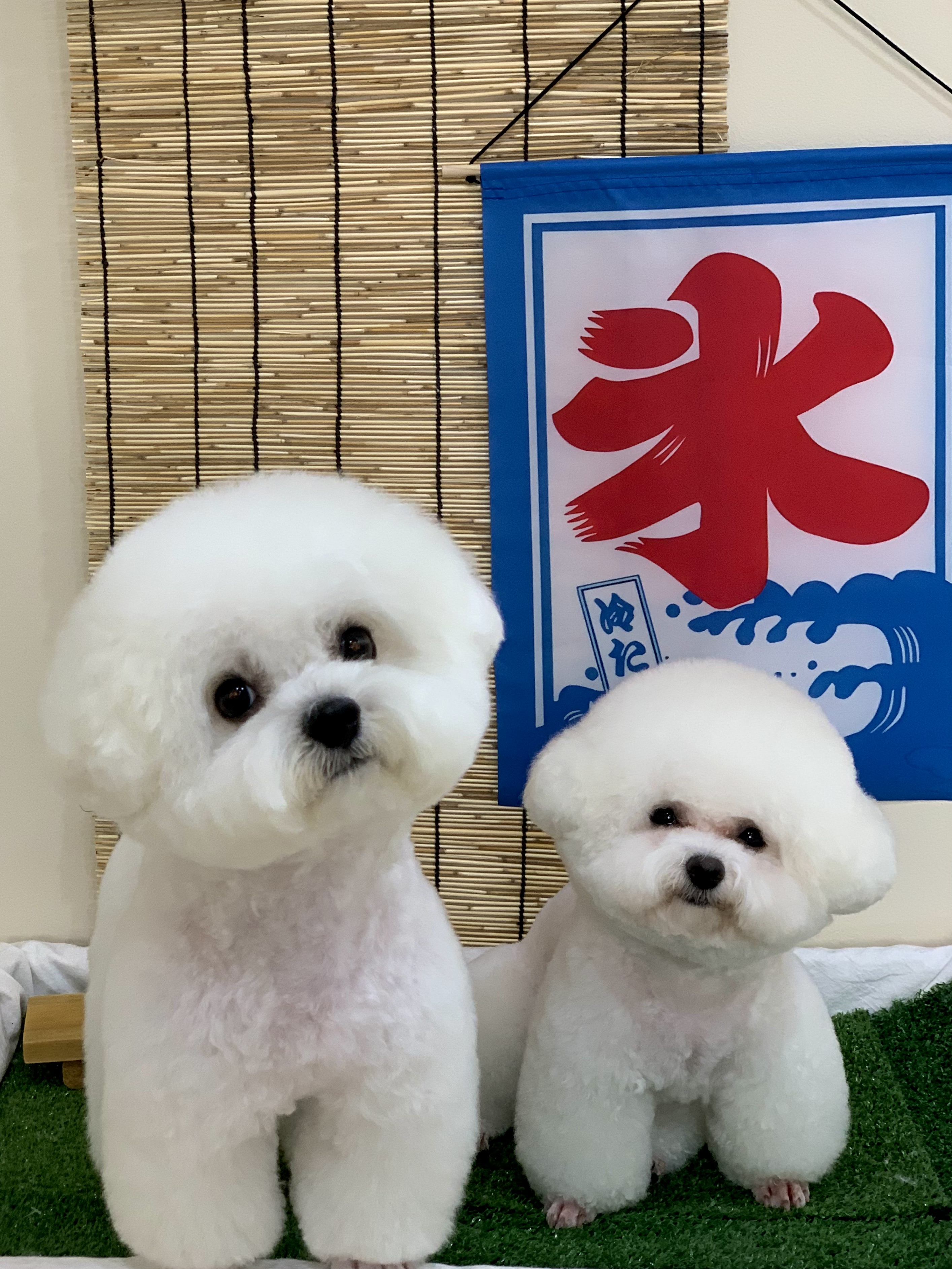 꼬순네 대표 이미지