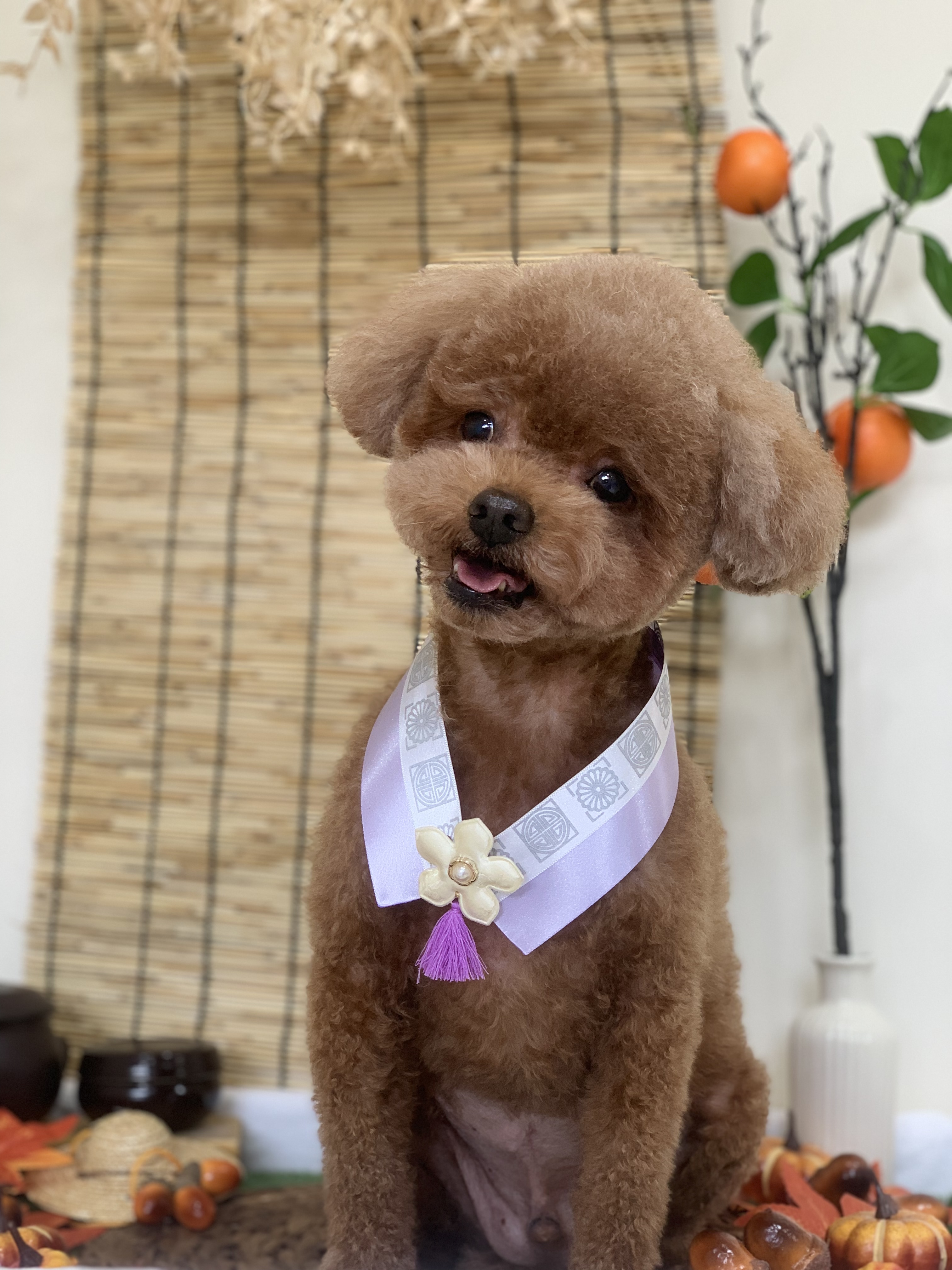꼬순네 대표 이미지