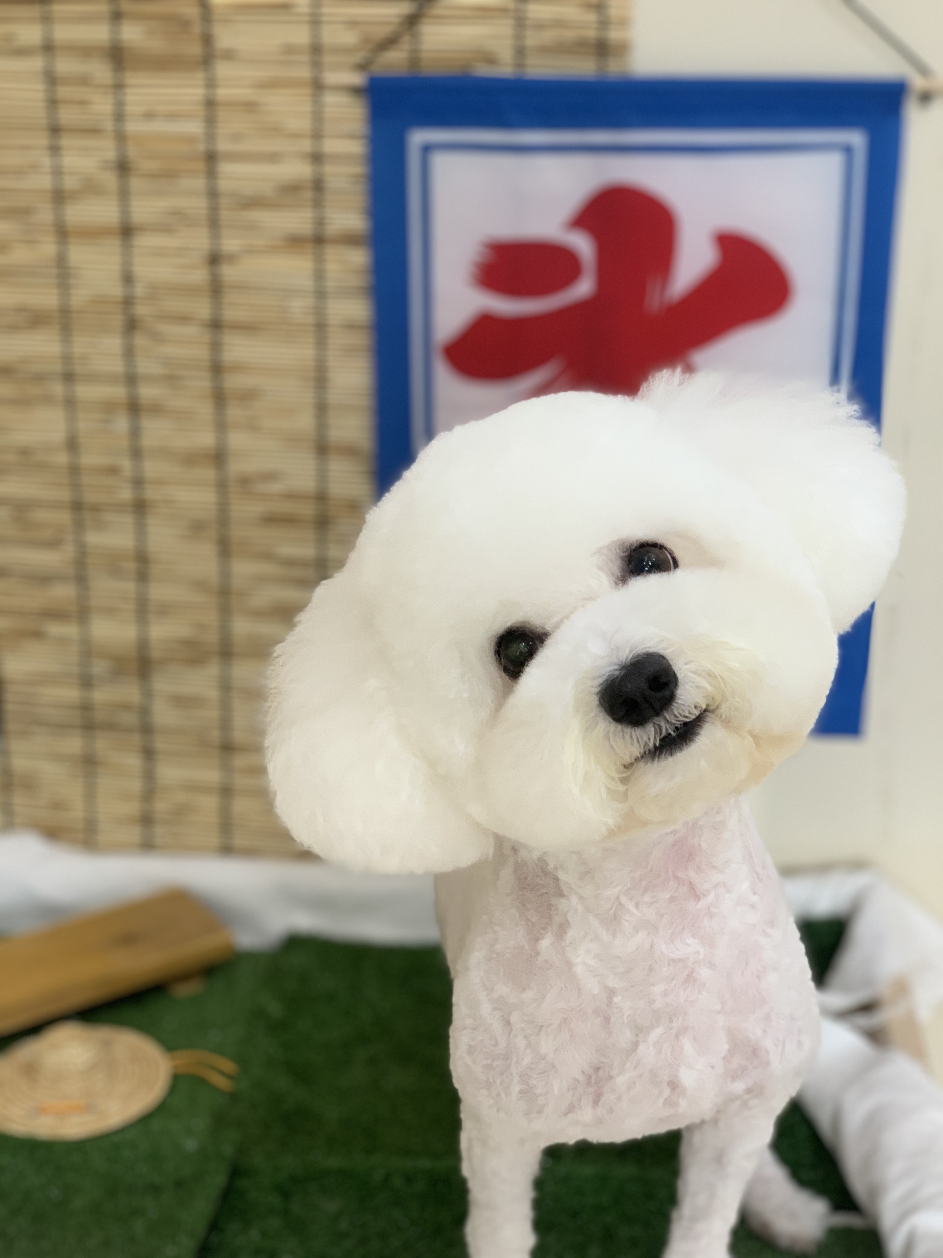 꼬순네 대표 이미지
