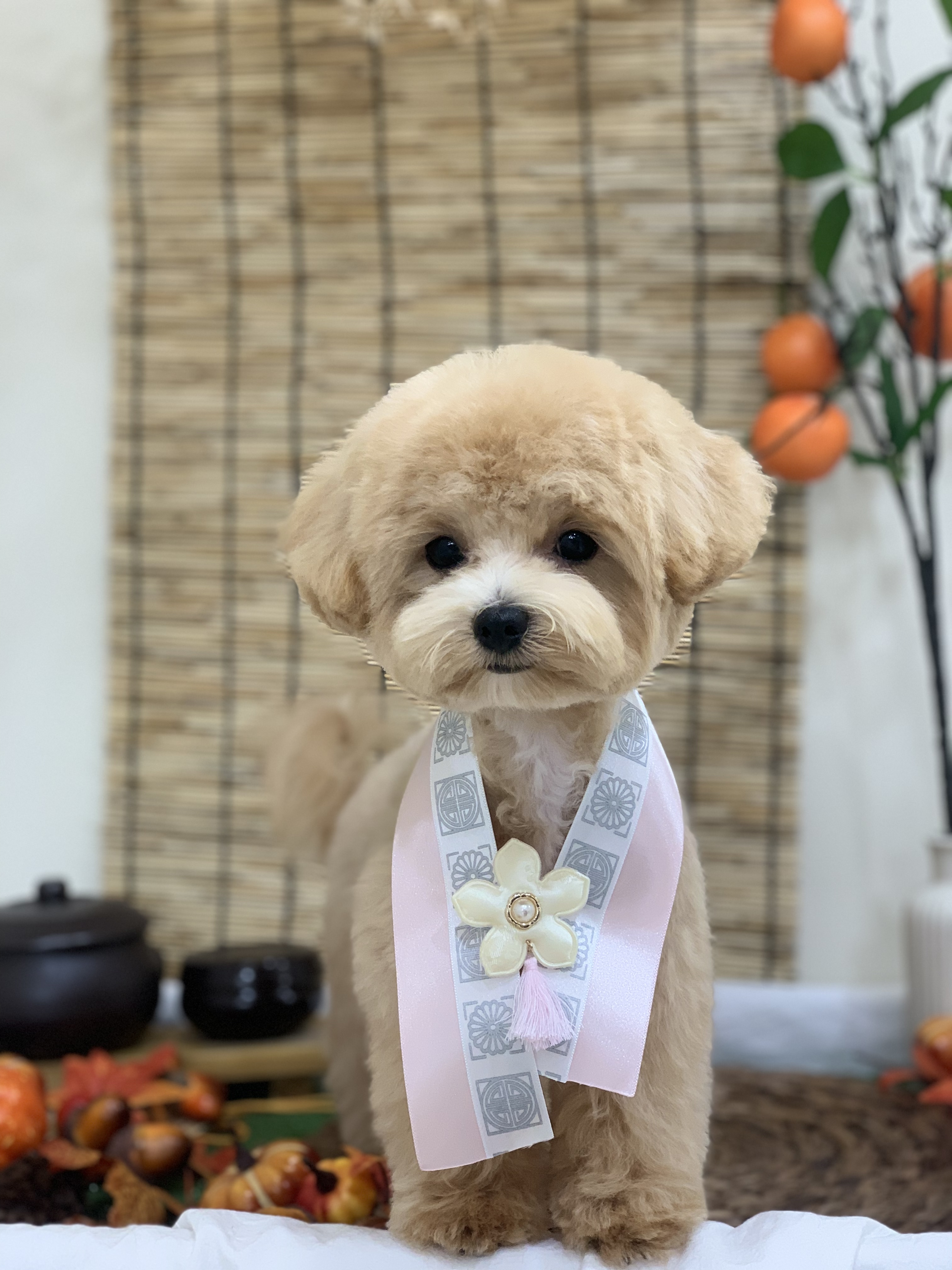 꼬순네 대표 이미지