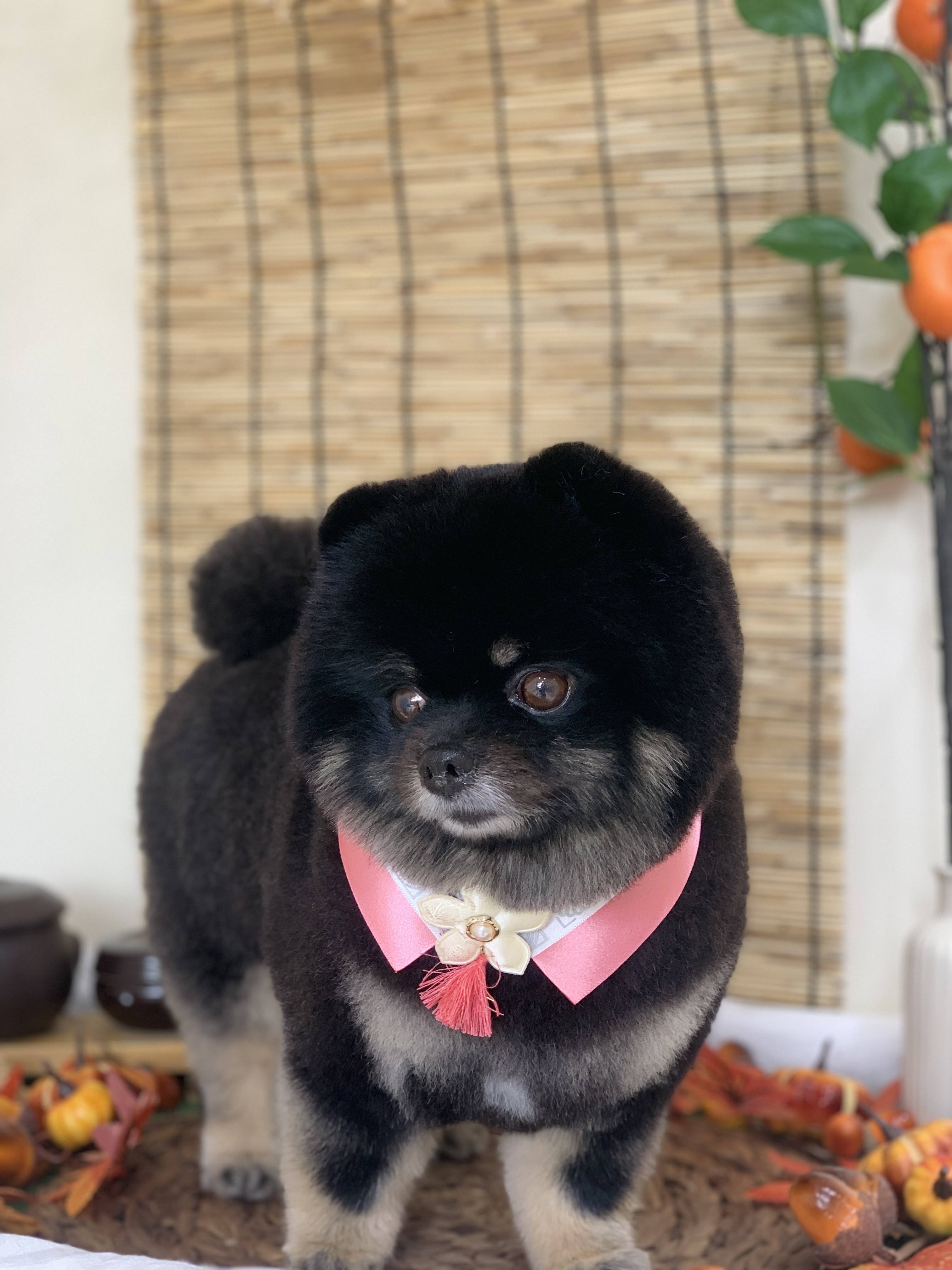 꼬순네 대표 이미지