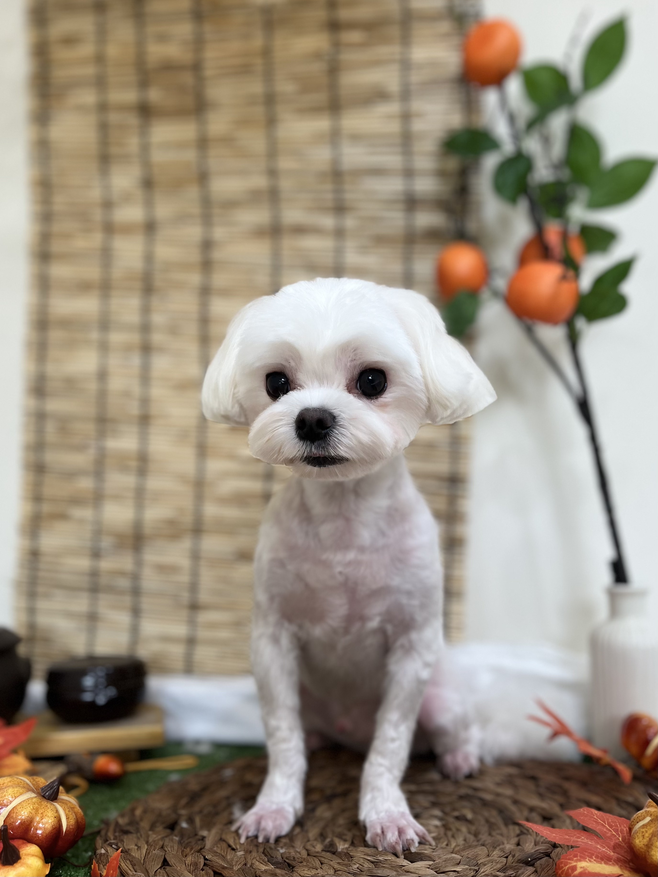 꼬순네 대표 이미지