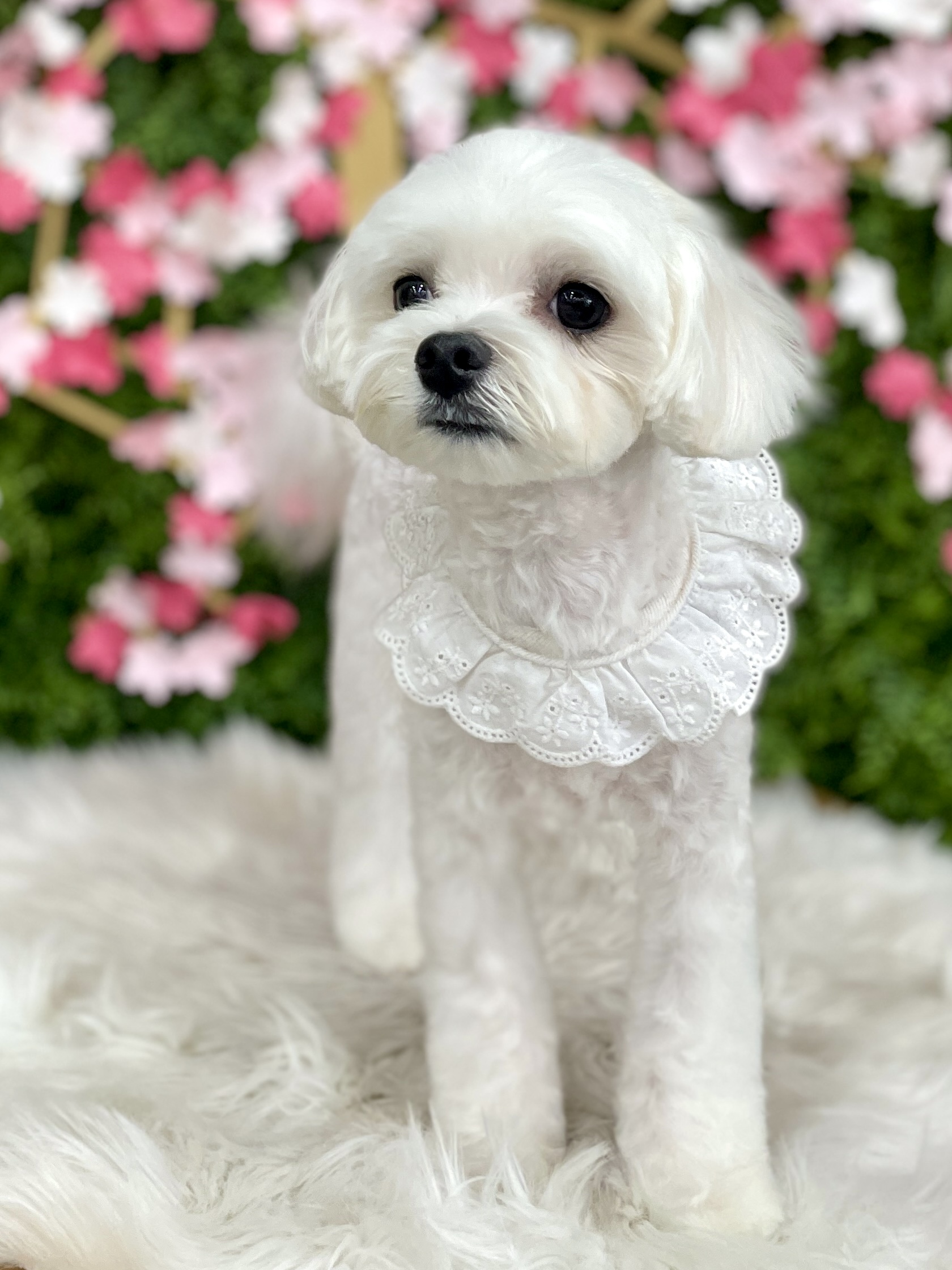 페스츄리펫살롱 화이트역삼점 대표 이미지