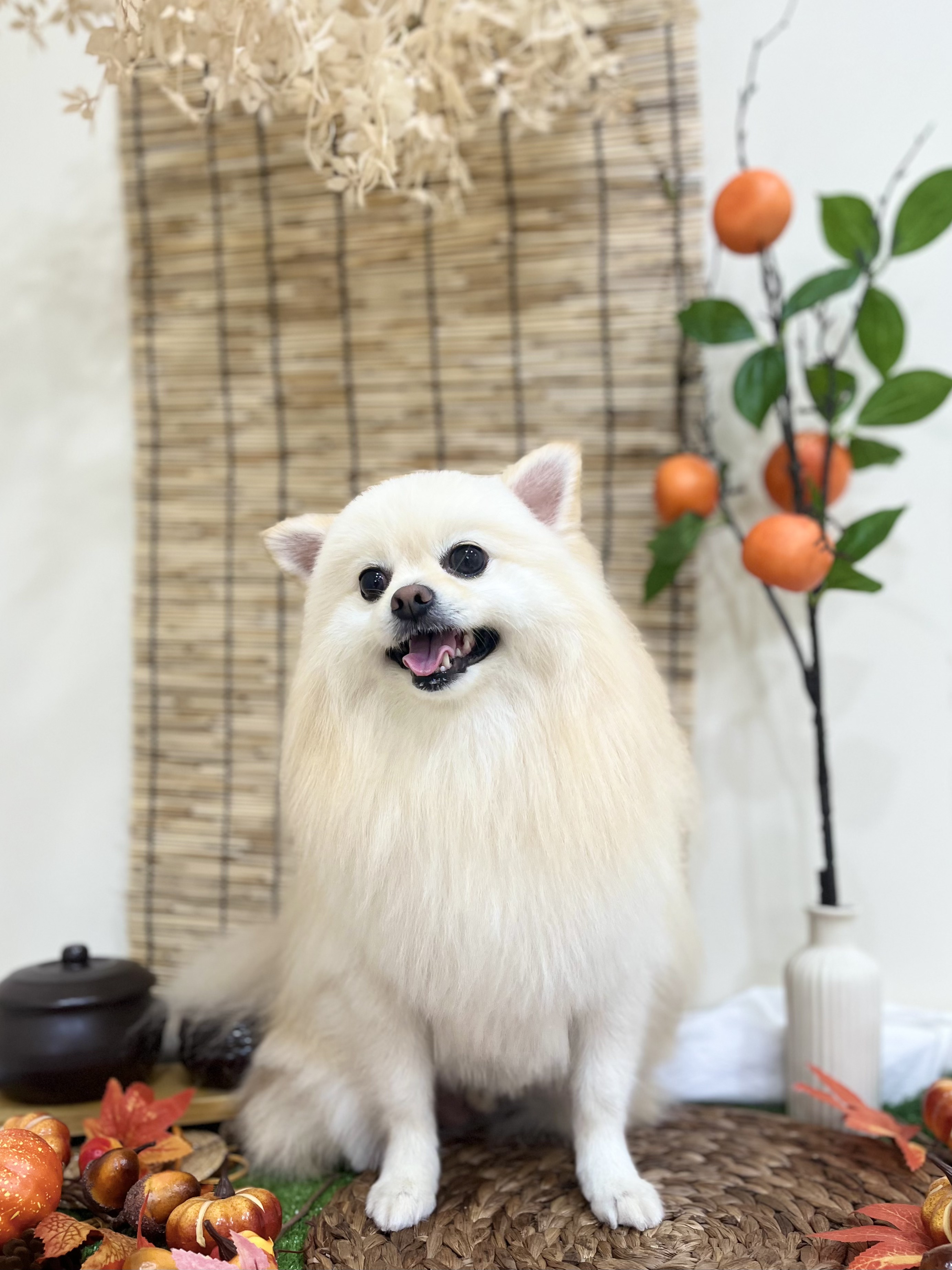꼬순네 대표 이미지