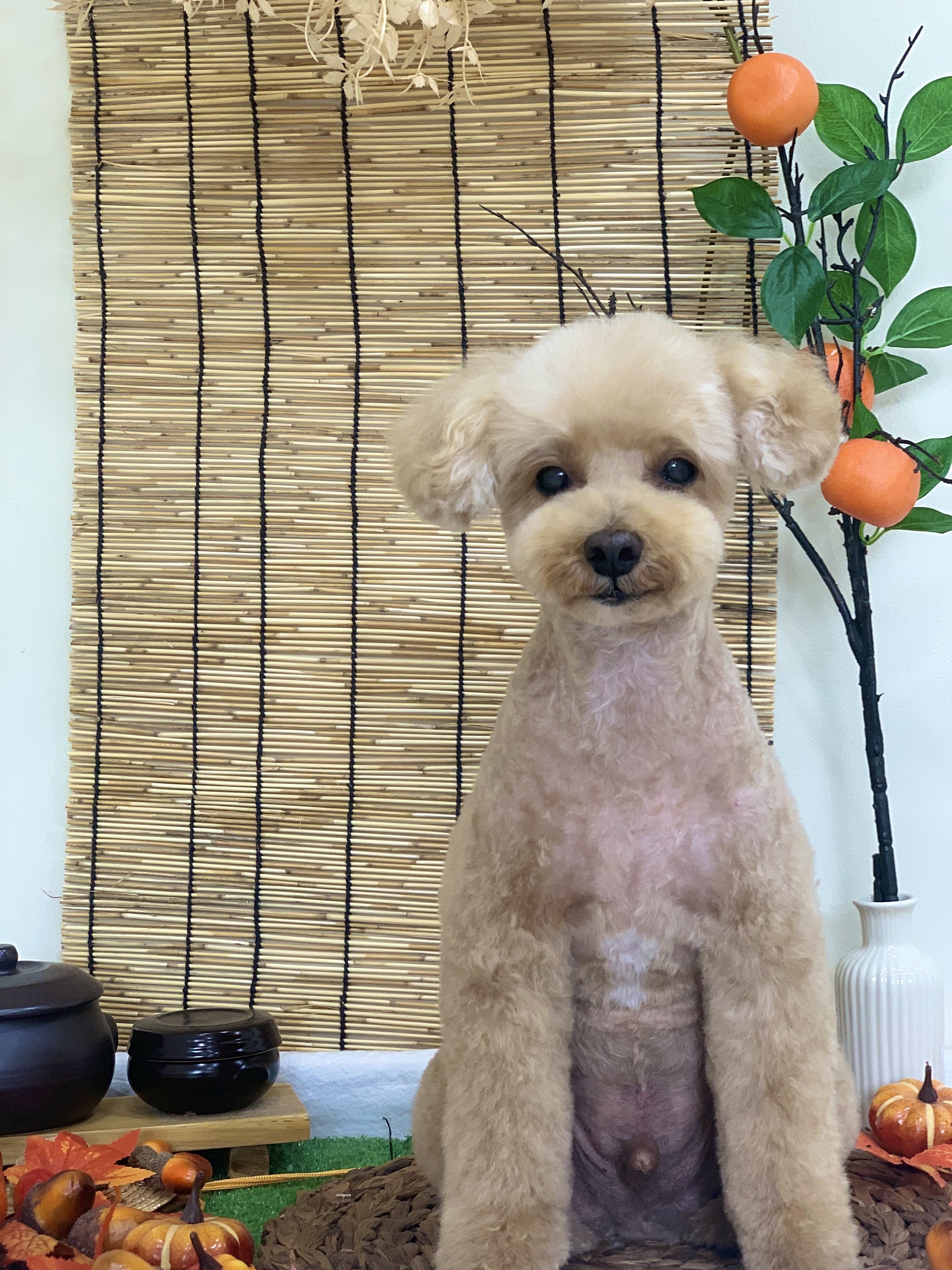 꼬순네 대표 이미지