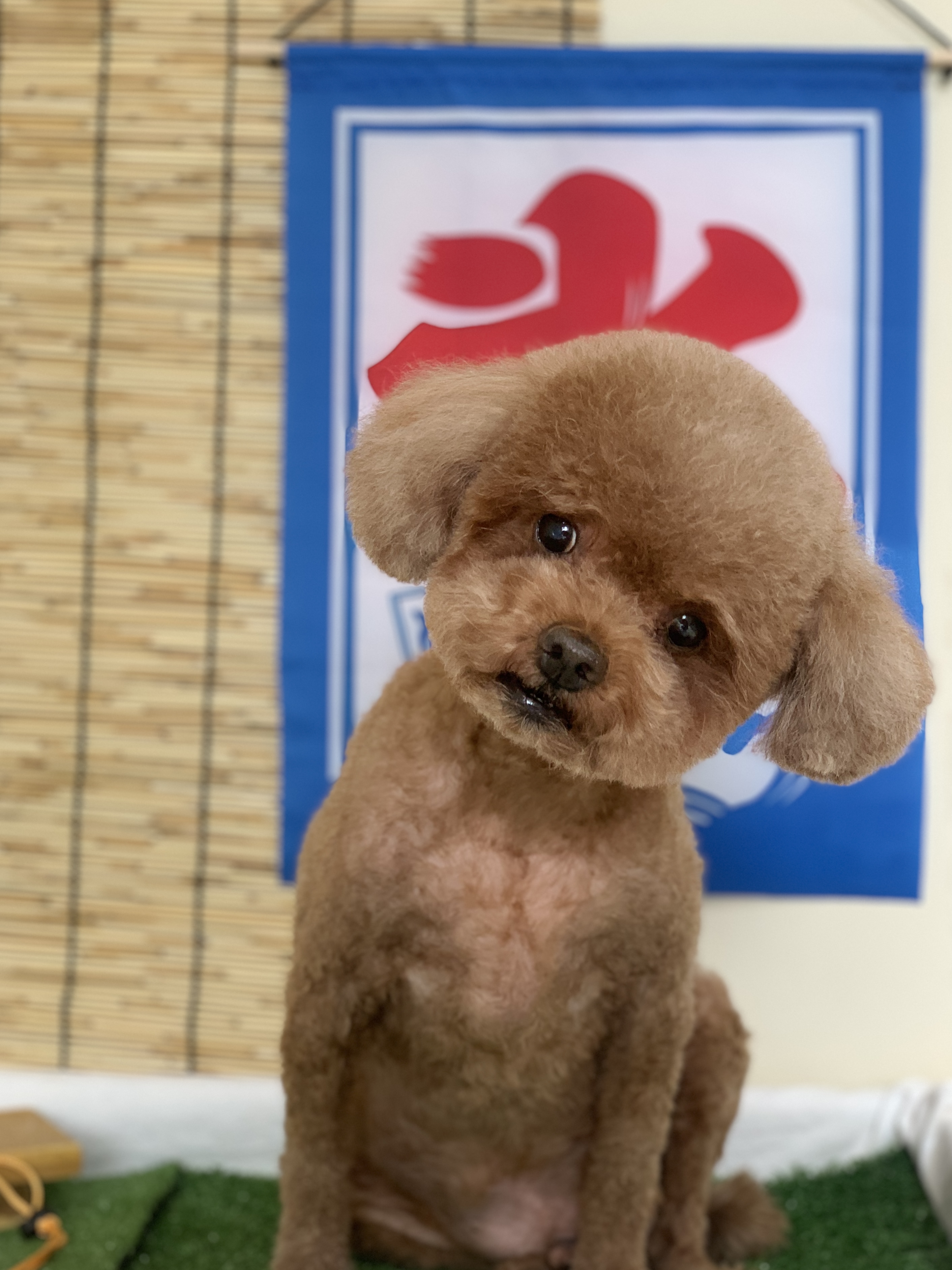 꼬순네 대표 이미지