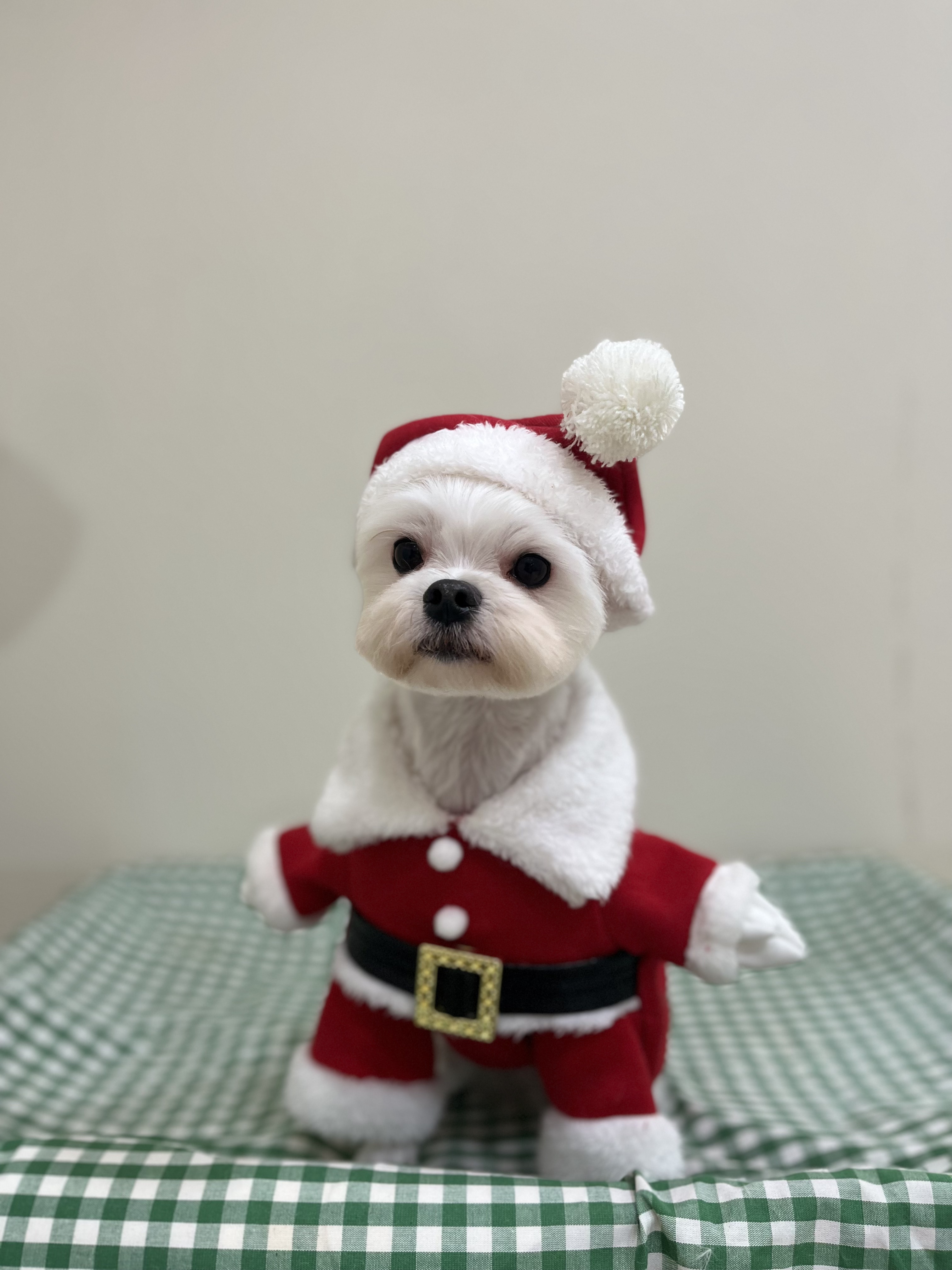 꼬순네 대표 이미지