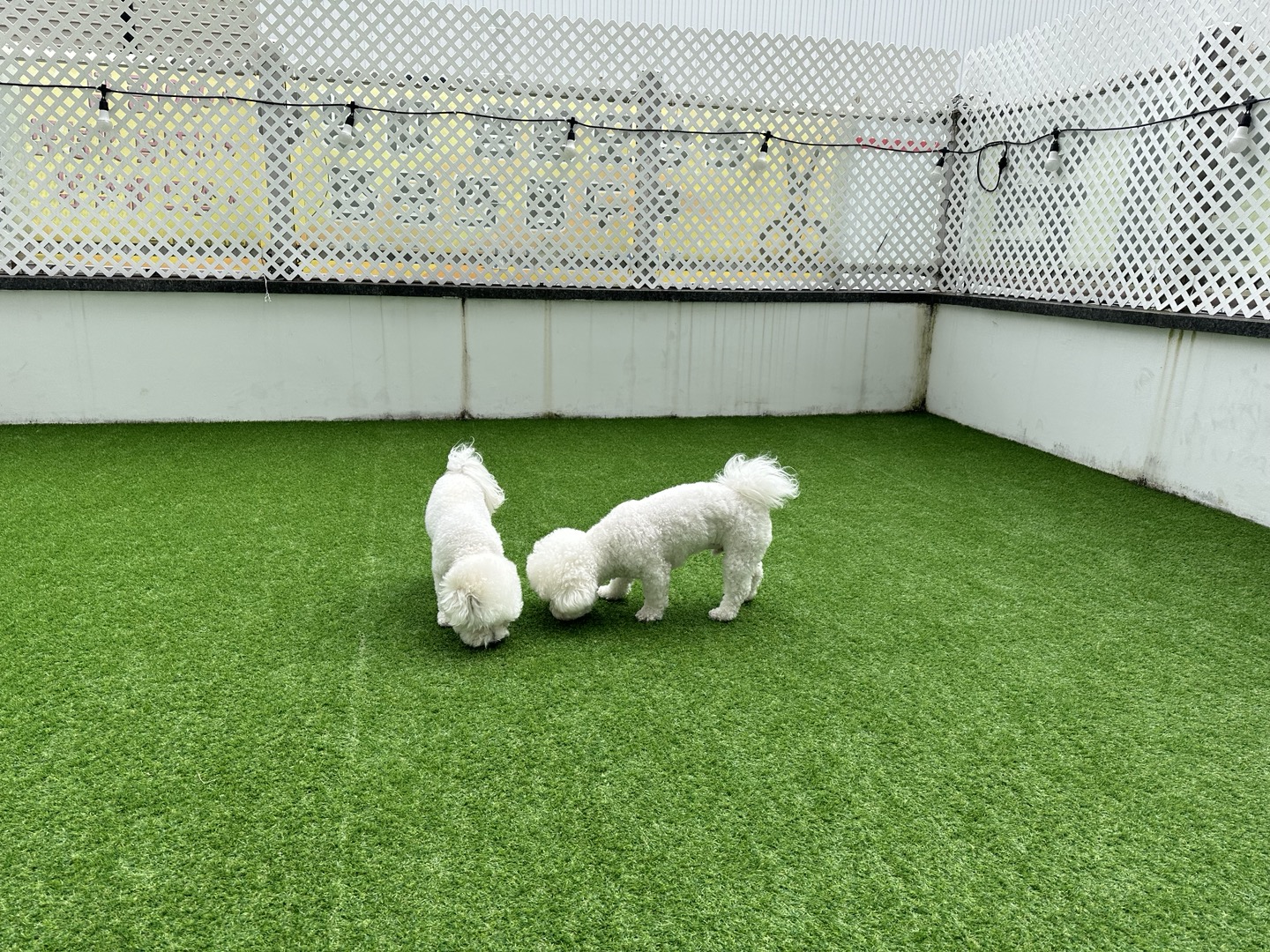 이불속댕댕 대표 이미지