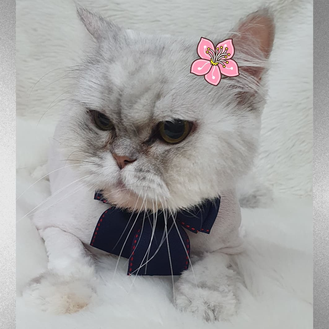 뜨란 멍&냥 대표 이미지