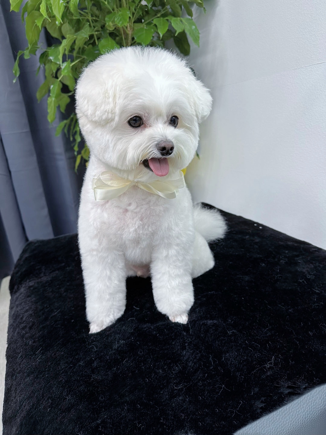 쁘띠꼬숑 대표 이미지