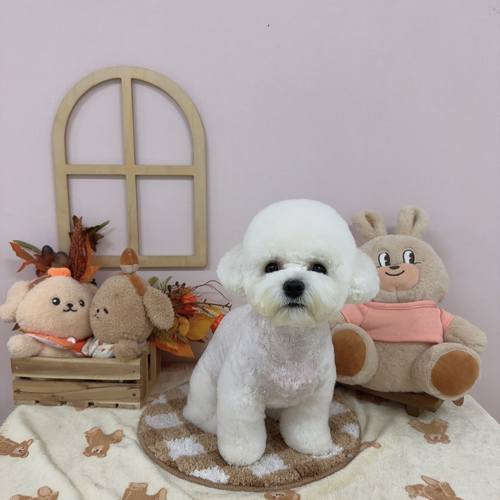 헬로퍼피 대표 이미지