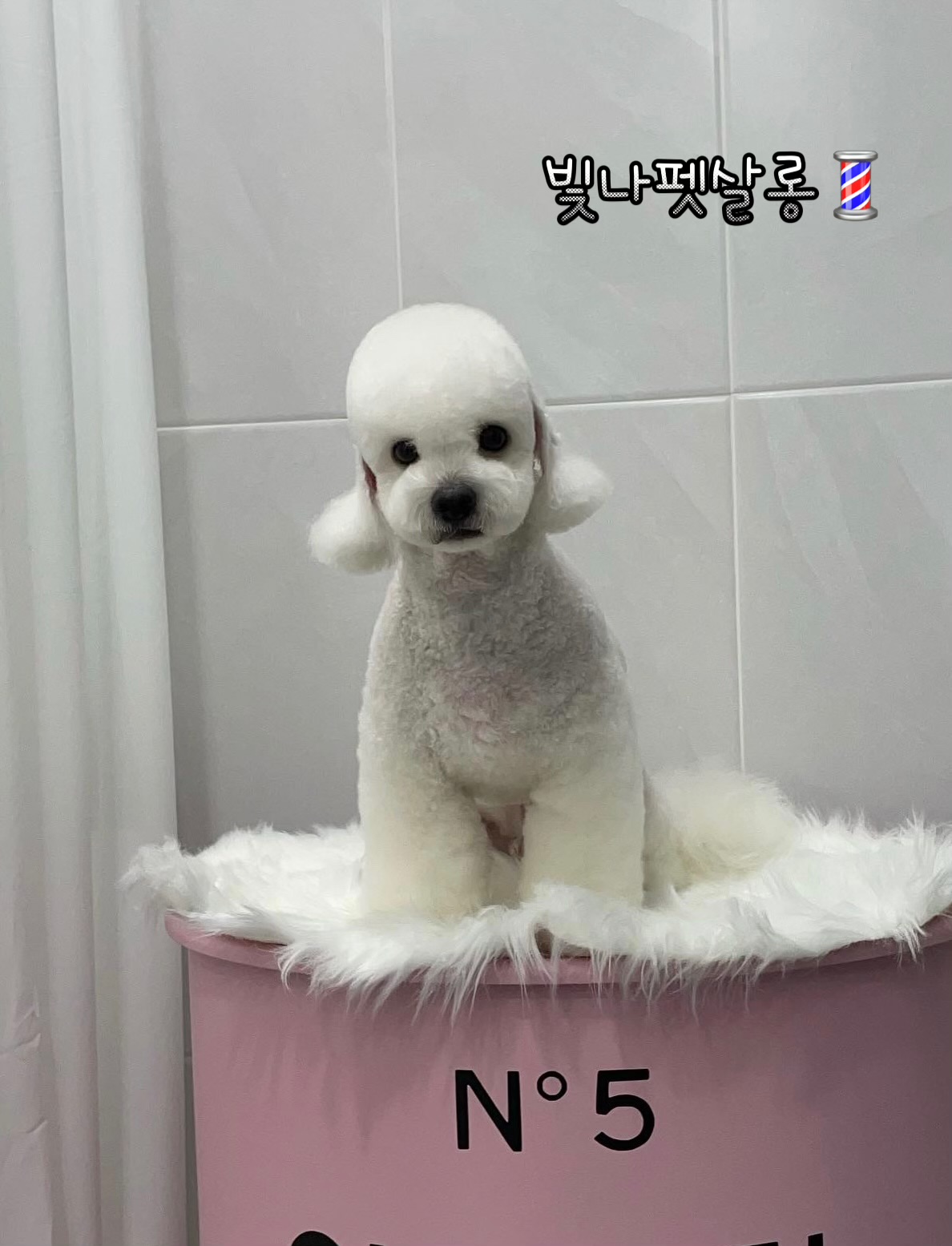 빛나펫살롱 대표 이미지