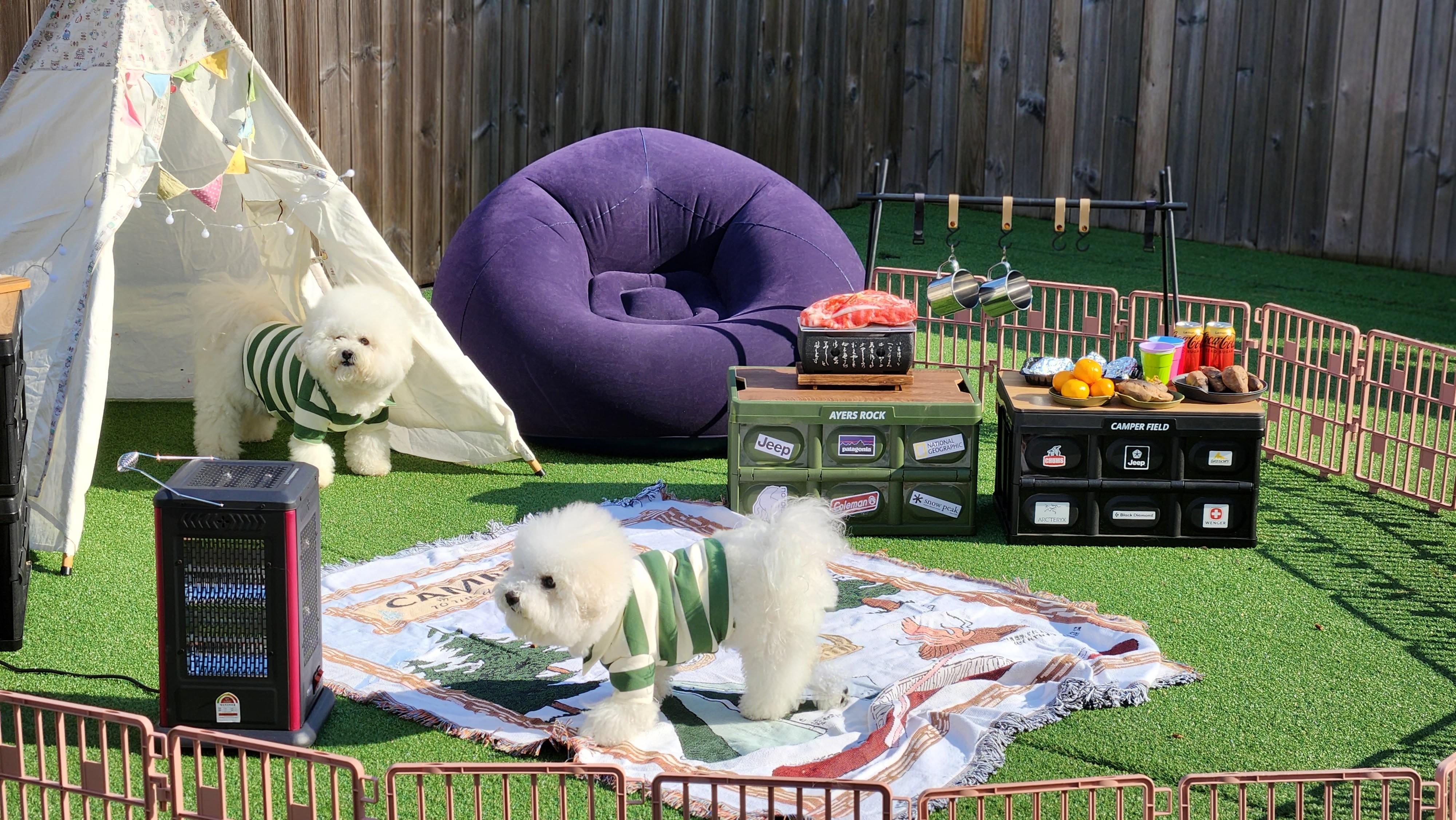 놀펫강아지유치원애견호텔서울애견유치원 성북본원 대표 이미지