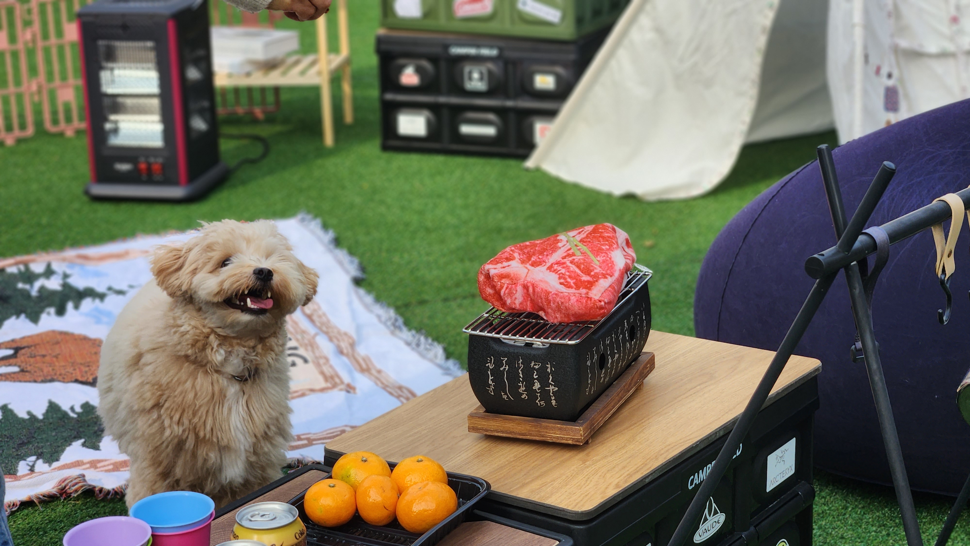 놀펫강아지유치원애견호텔서울애견유치원 성북본원 대표 이미지