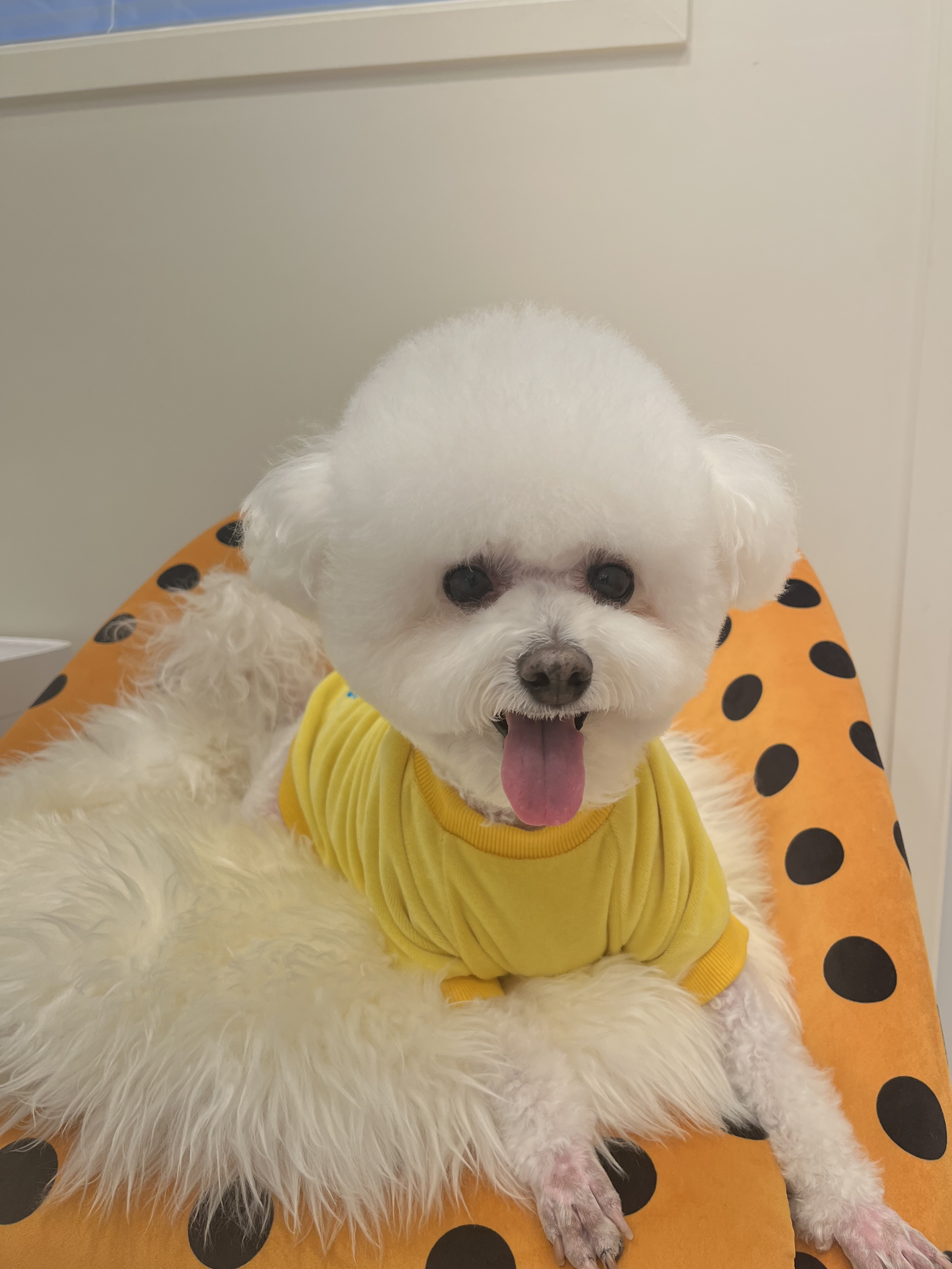 도그비숑 대표 이미지