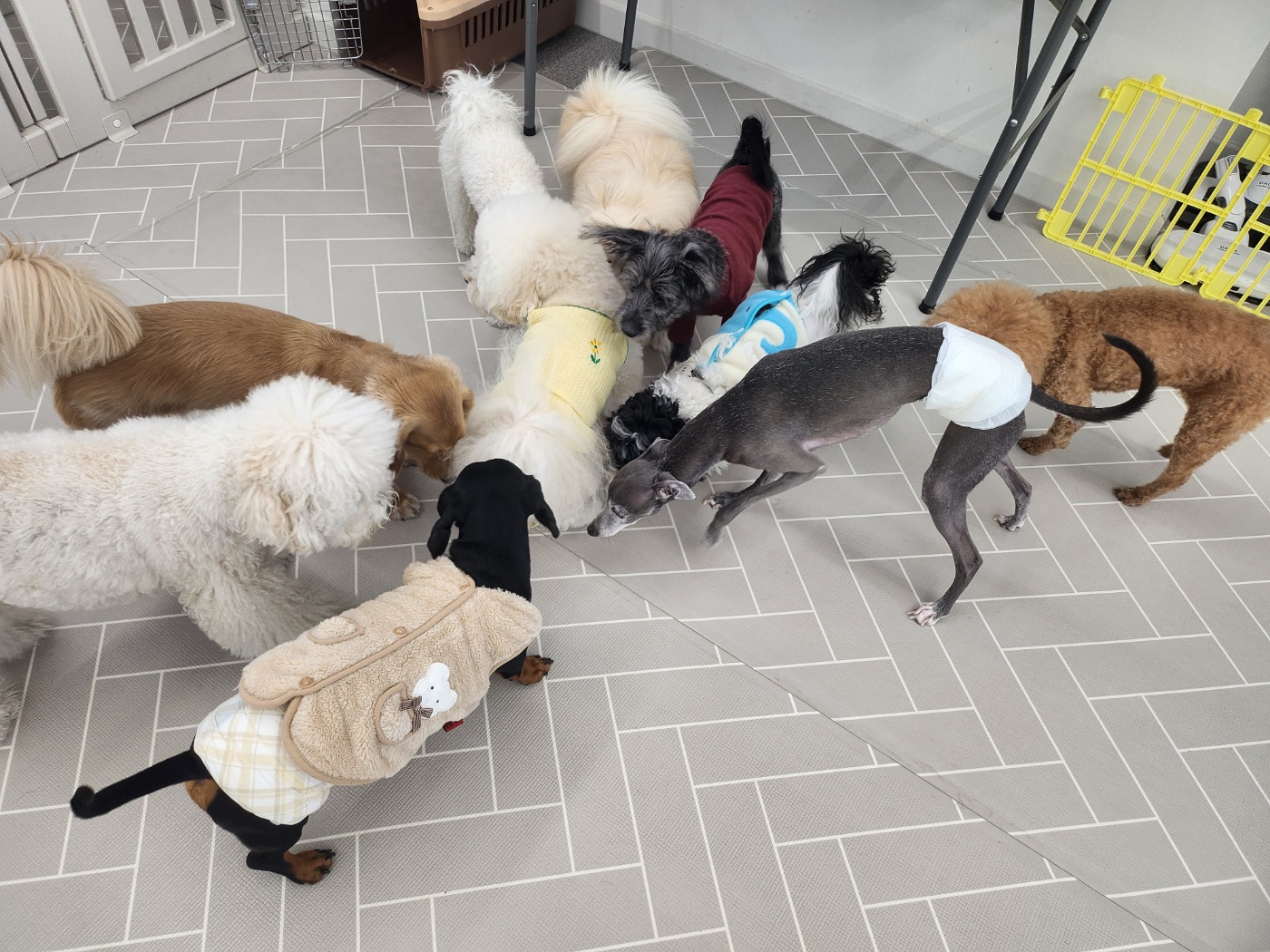 댕스미스 애견유치원