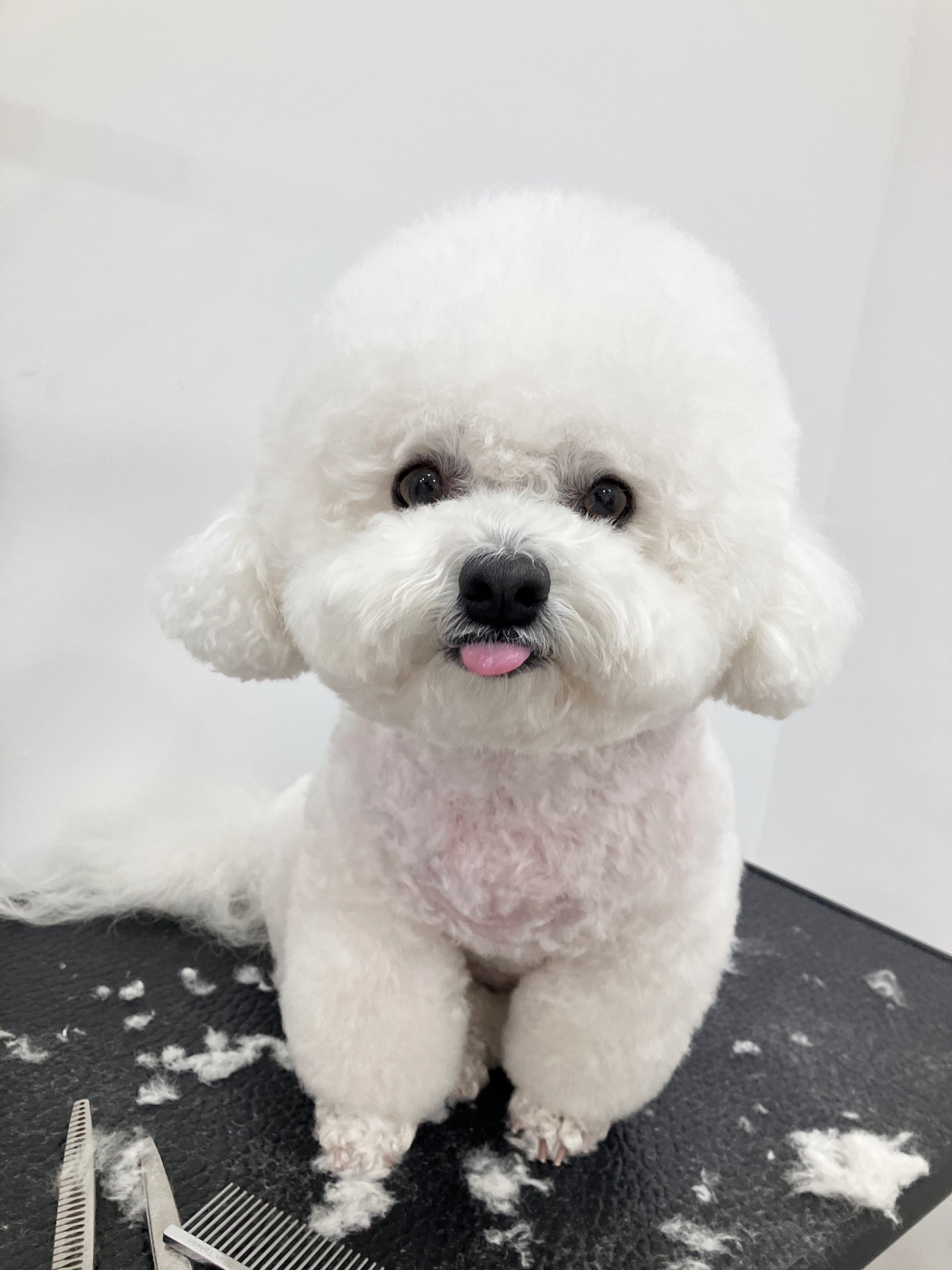 댕살롱 대표 이미지