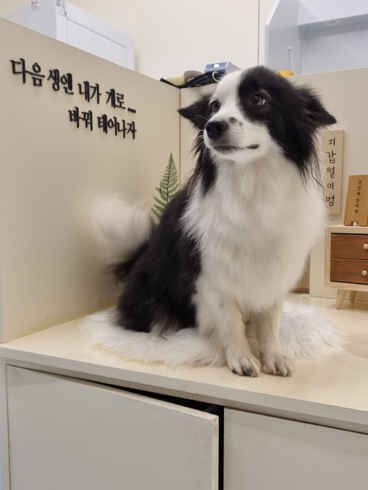 댕댕이목욕탕 대표 이미지