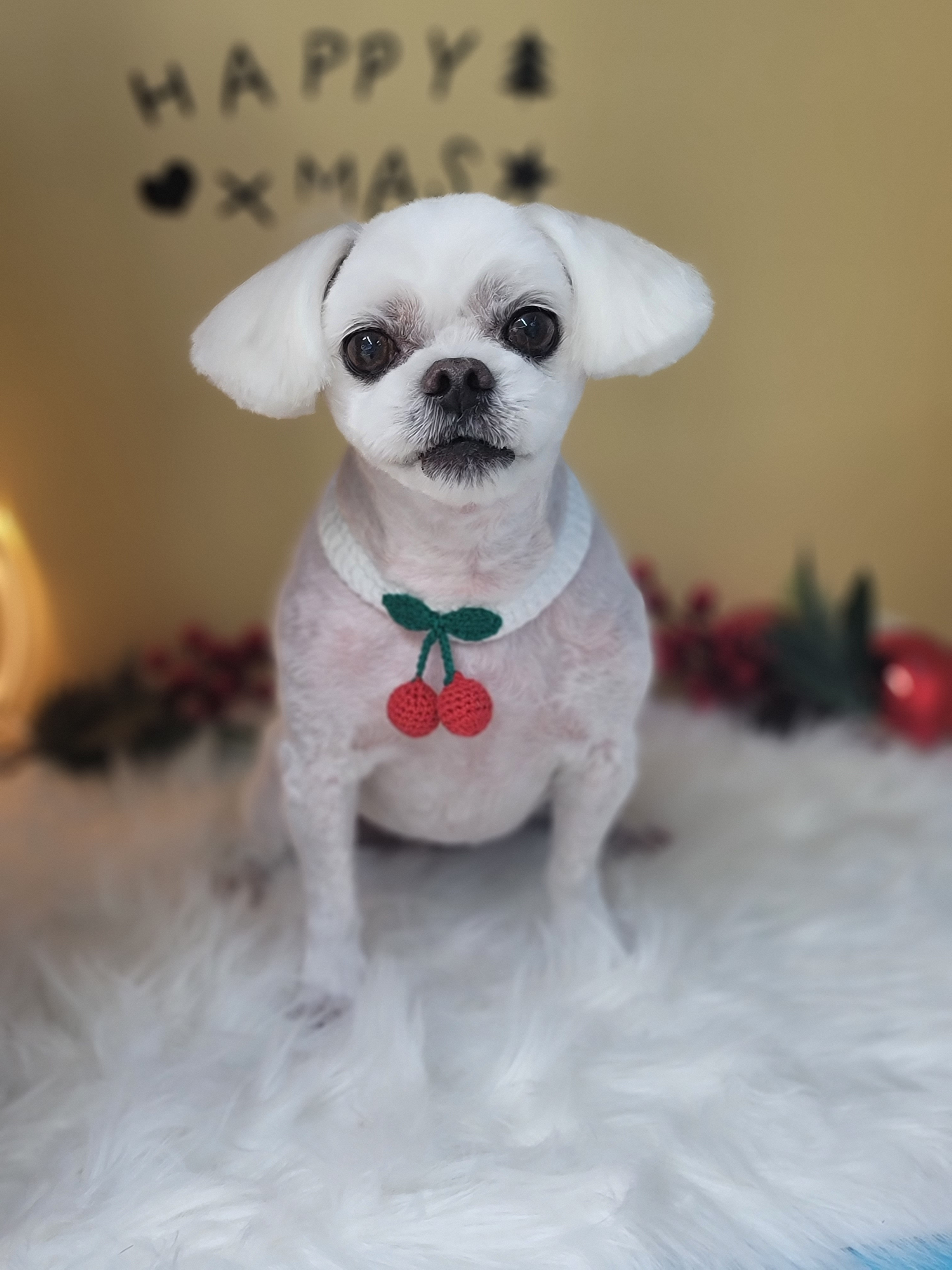 희망애견미용실 대표 이미지