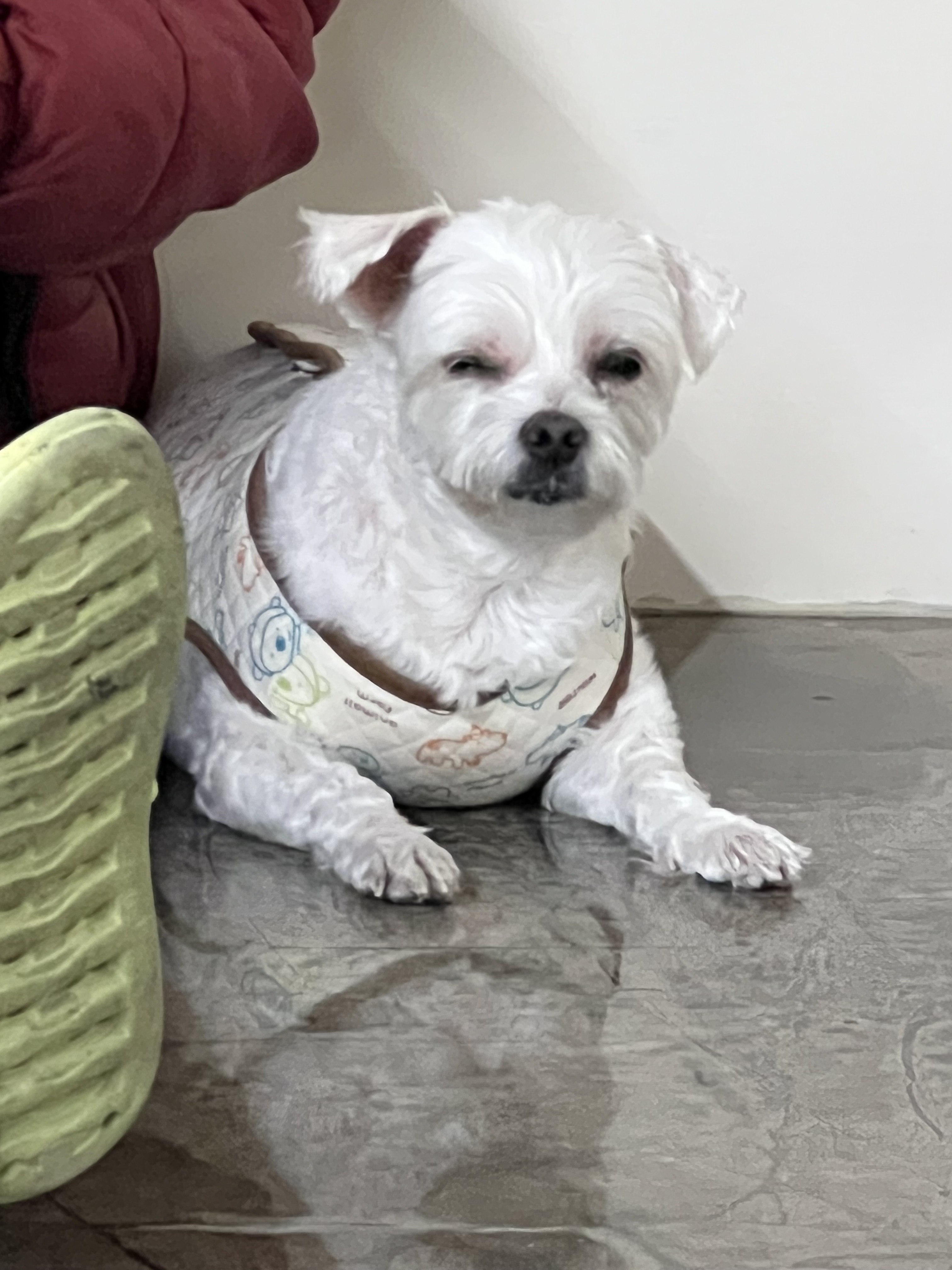 나랑놀개 애견유치원 대표 이미지