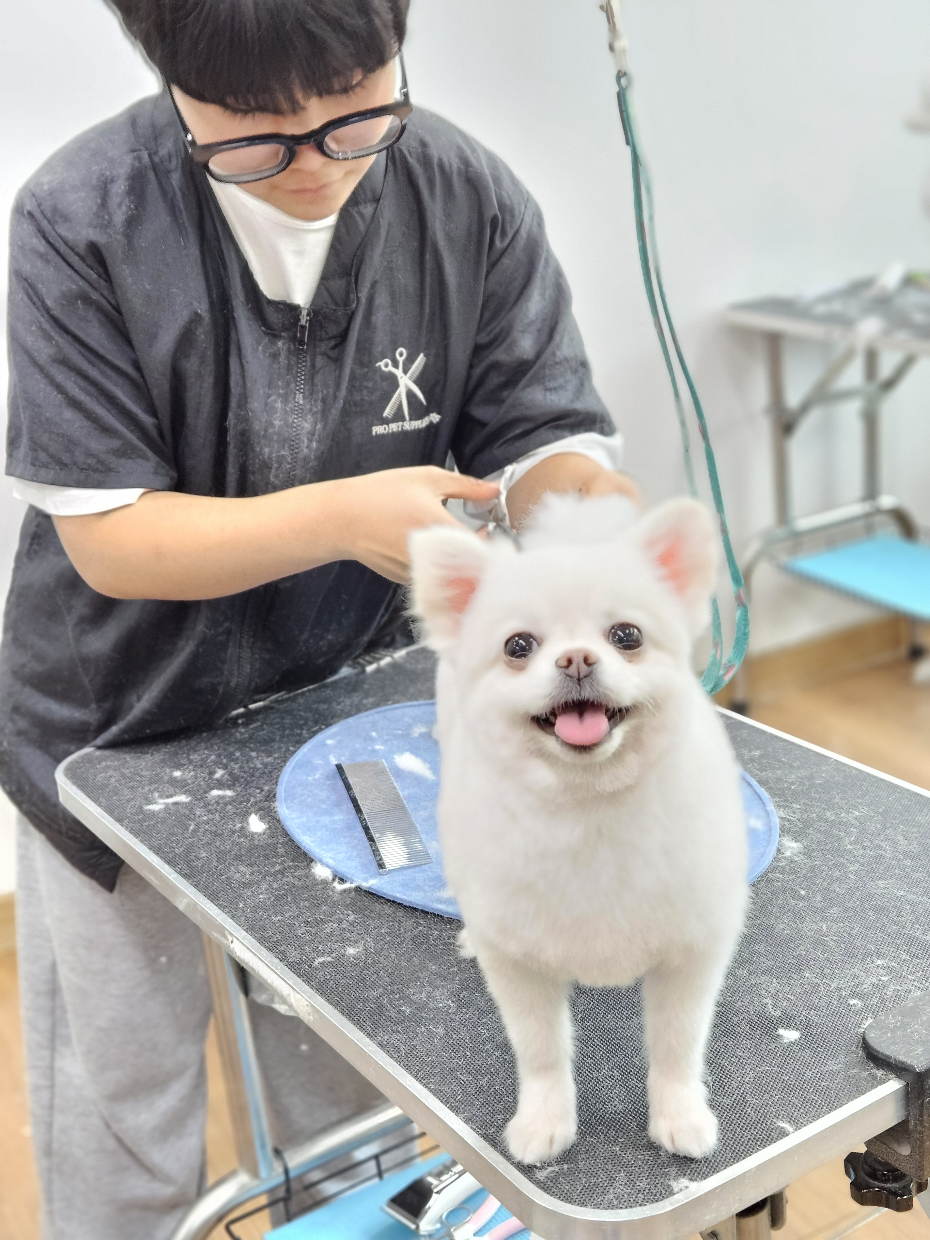 쿨펫애견미용학원 수원점