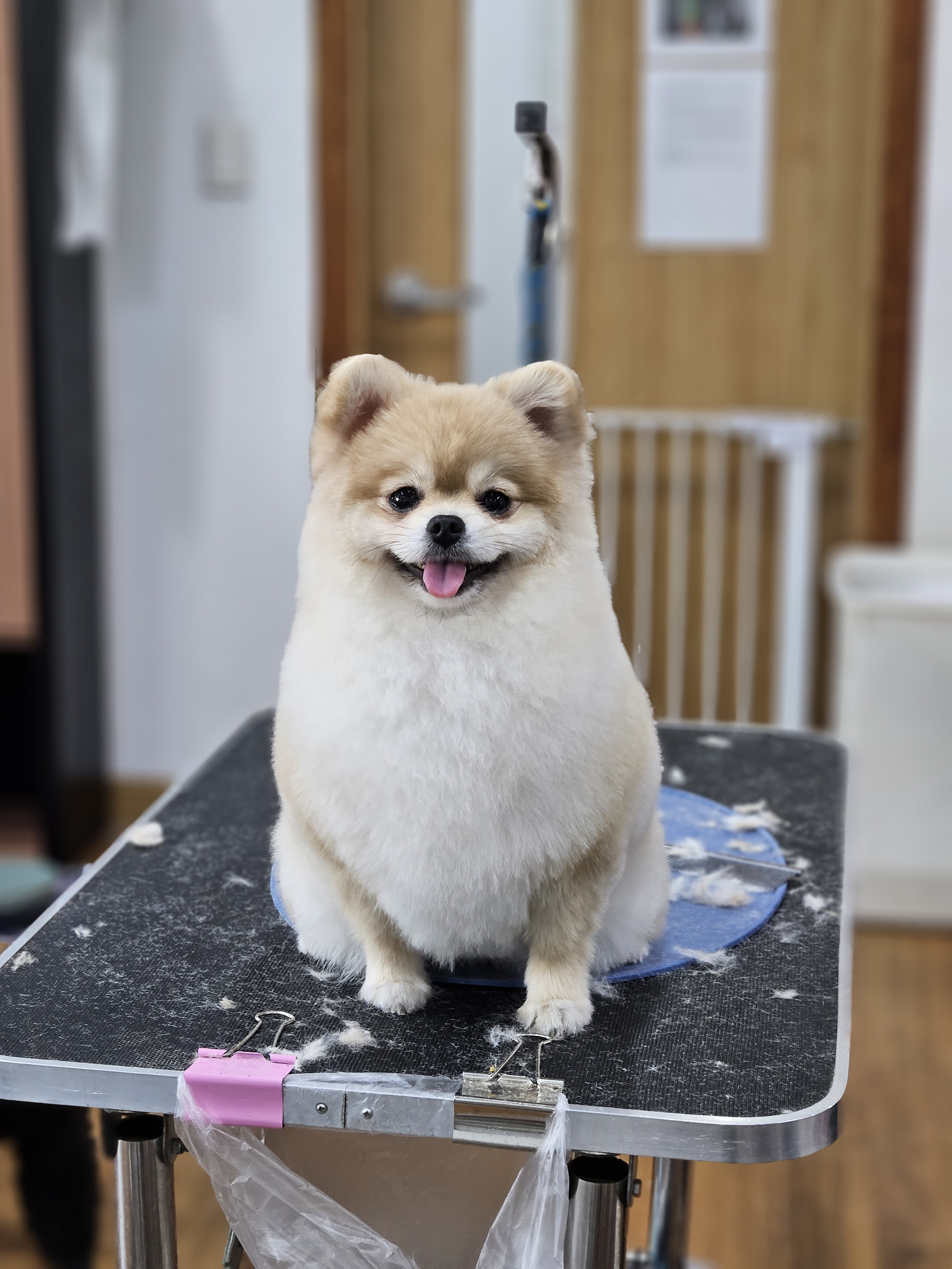 쿨펫애견미용학원 수원점