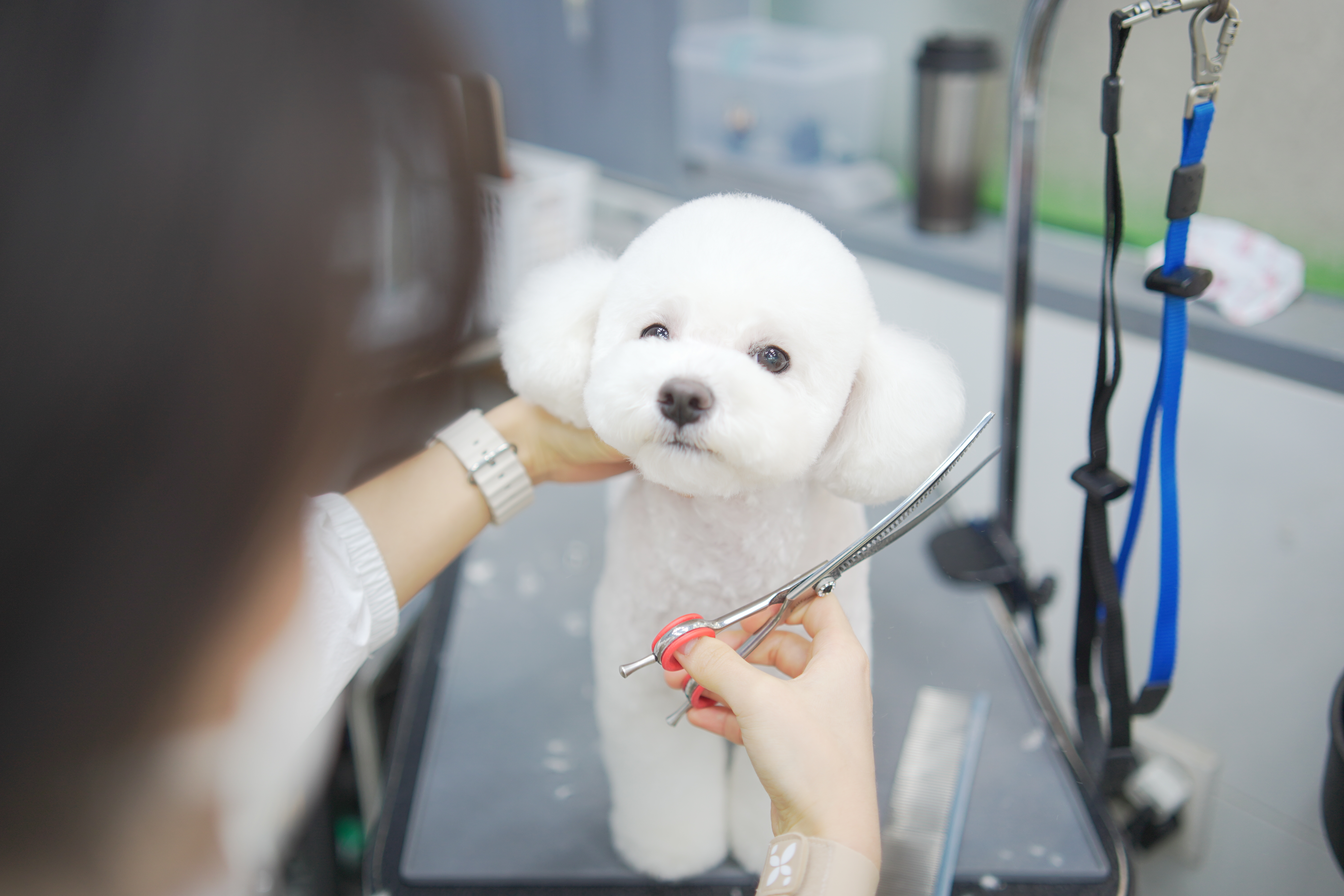 도그스케치 호텔&유치원 대표 이미지