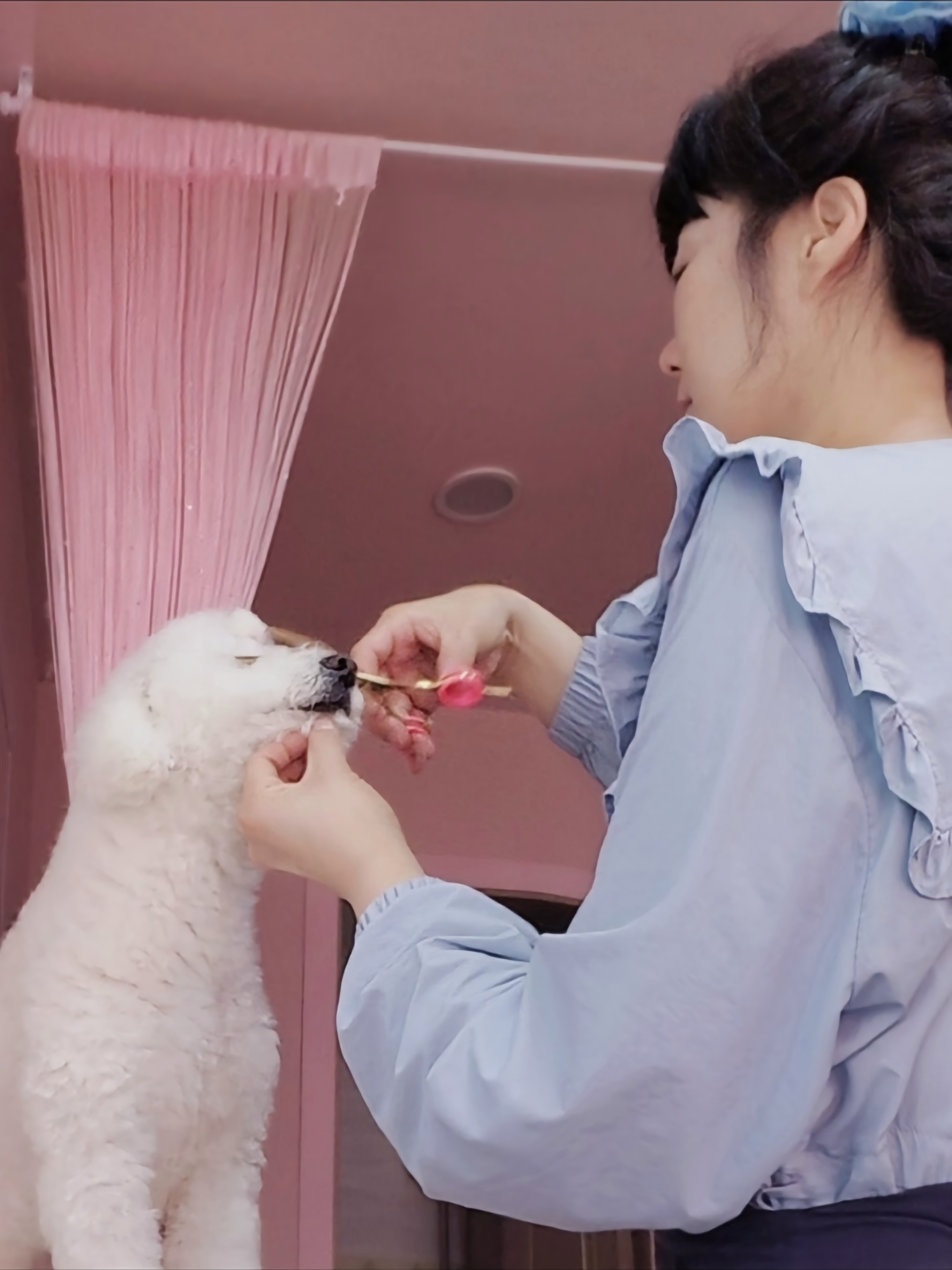 펫살롱 꽃단장