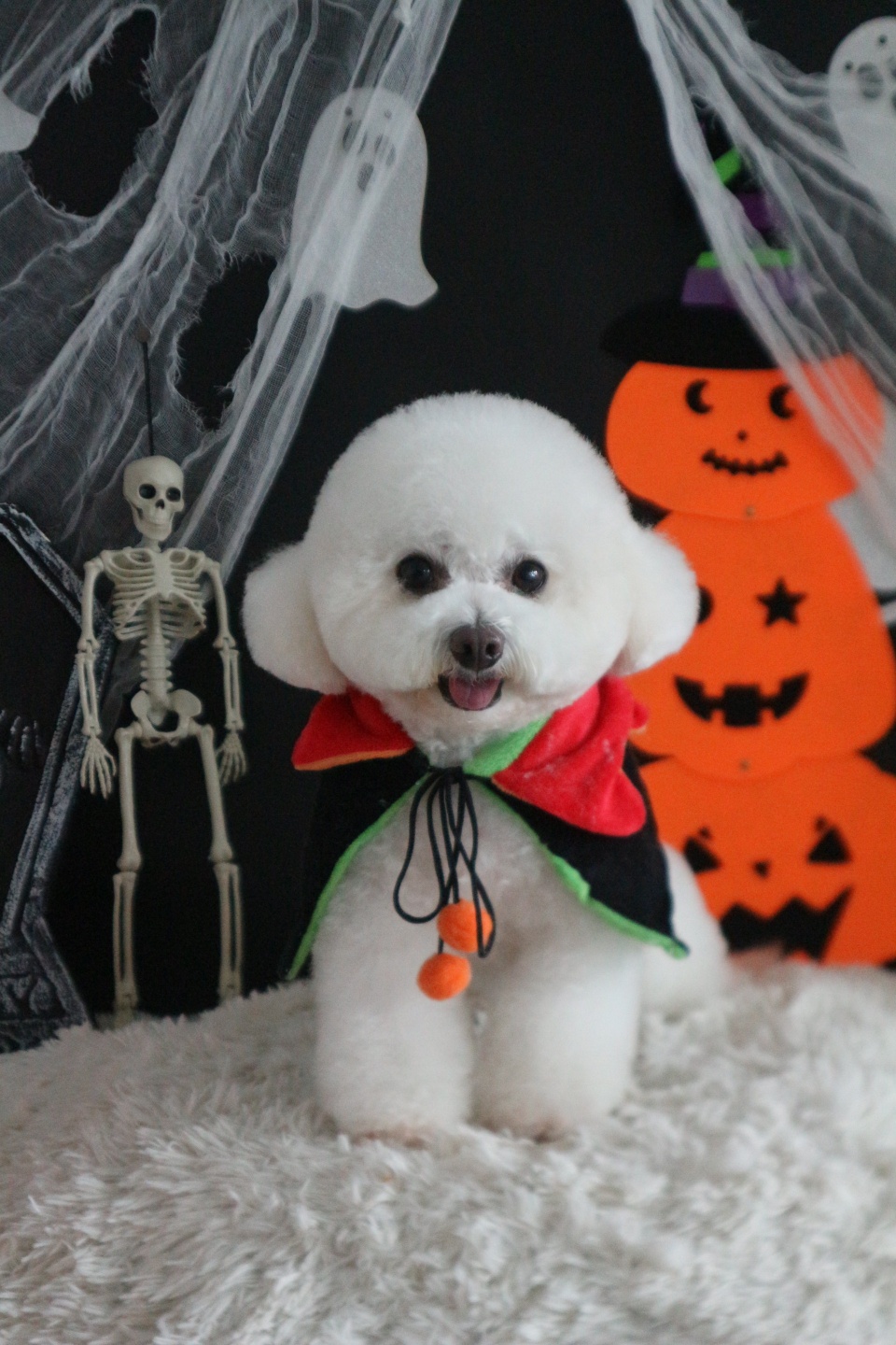 수피아독 대표 이미지