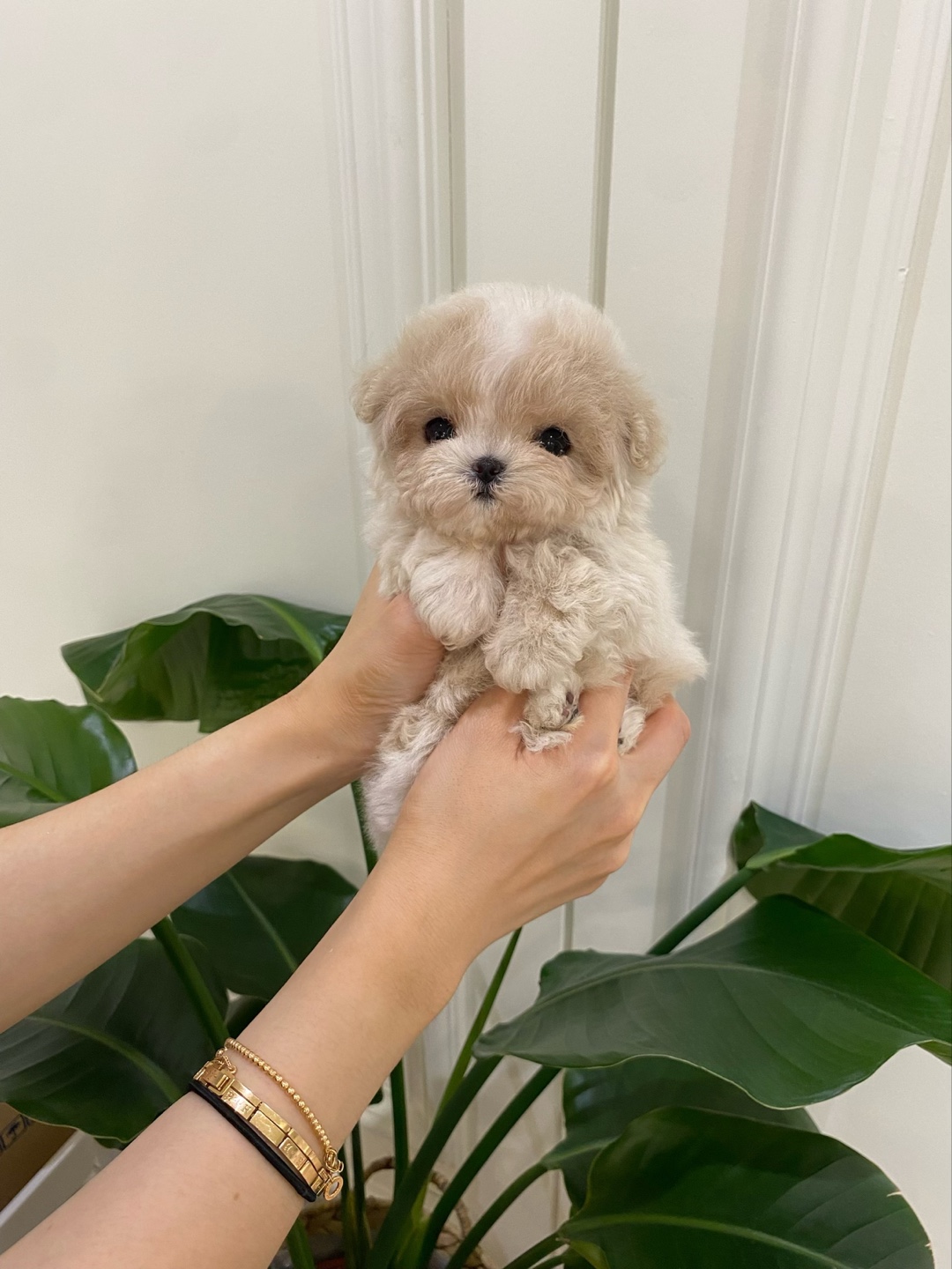 부산강아지분양 퍼피룸