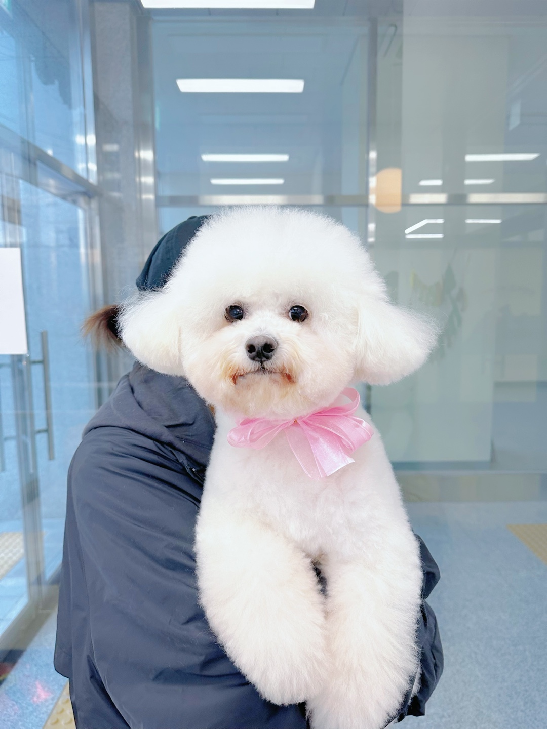 쁘띠꼬숑 대표 이미지