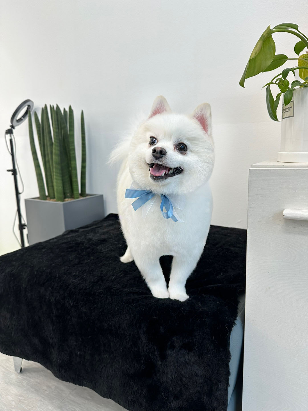 쁘띠꼬숑 대표 이미지