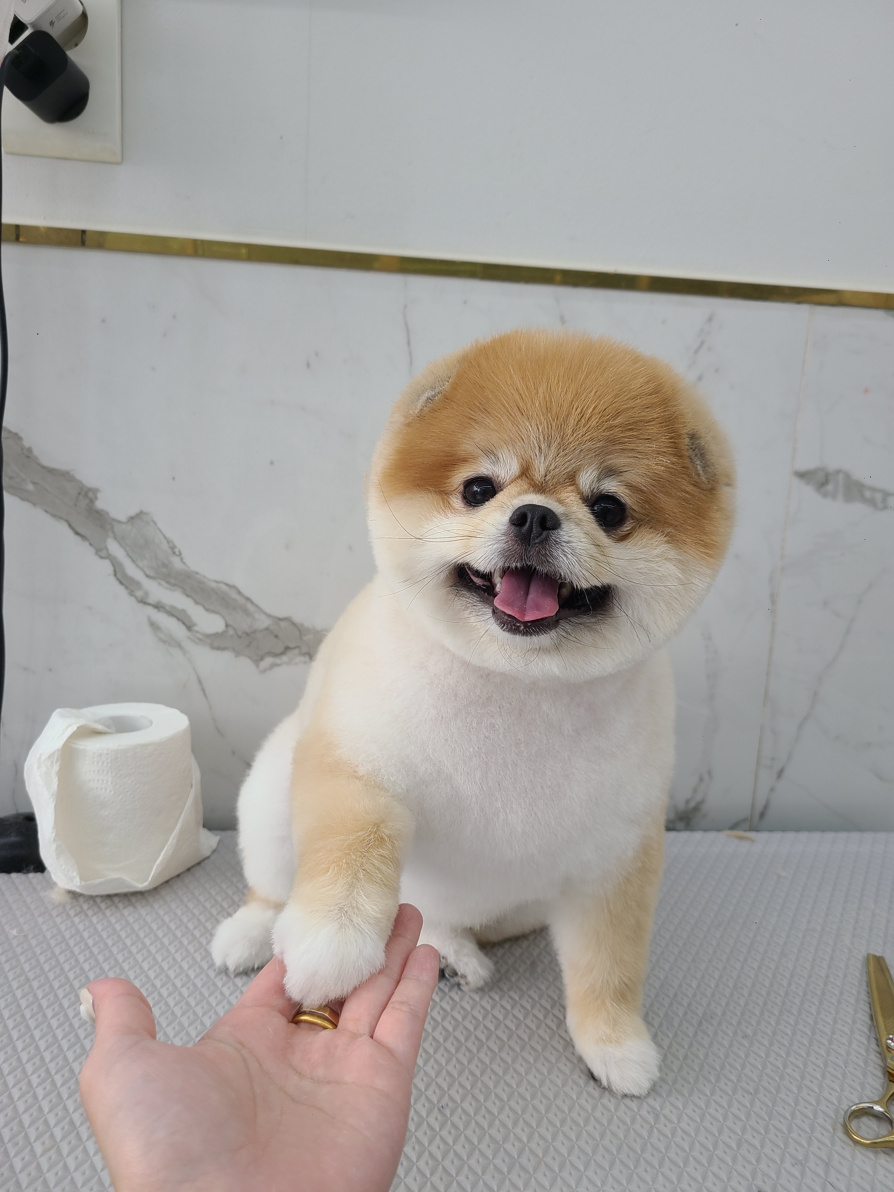 아기강아지 대표 이미지 - 고급스러운 가위컷 사진