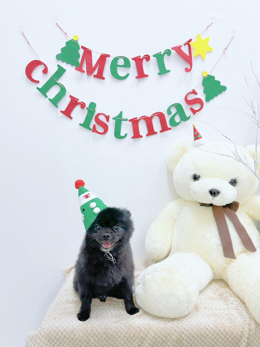 쁘띠꼬숑 대표 이미지