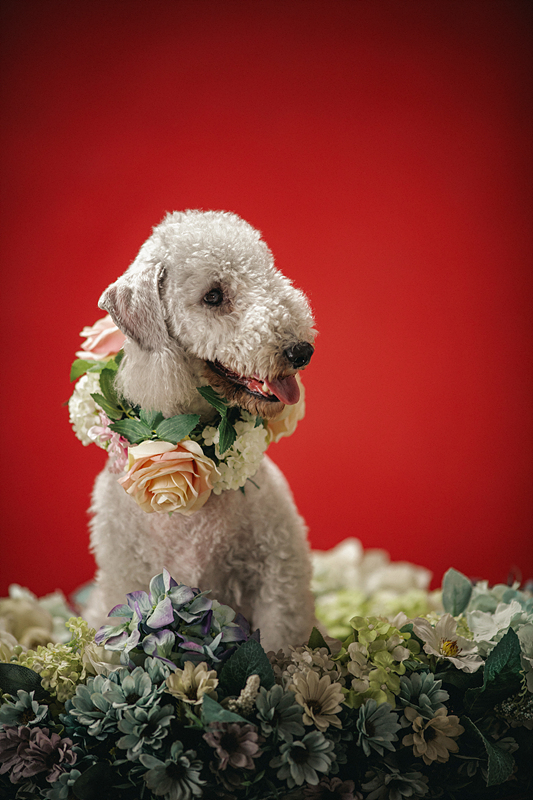 반려동물 사진관