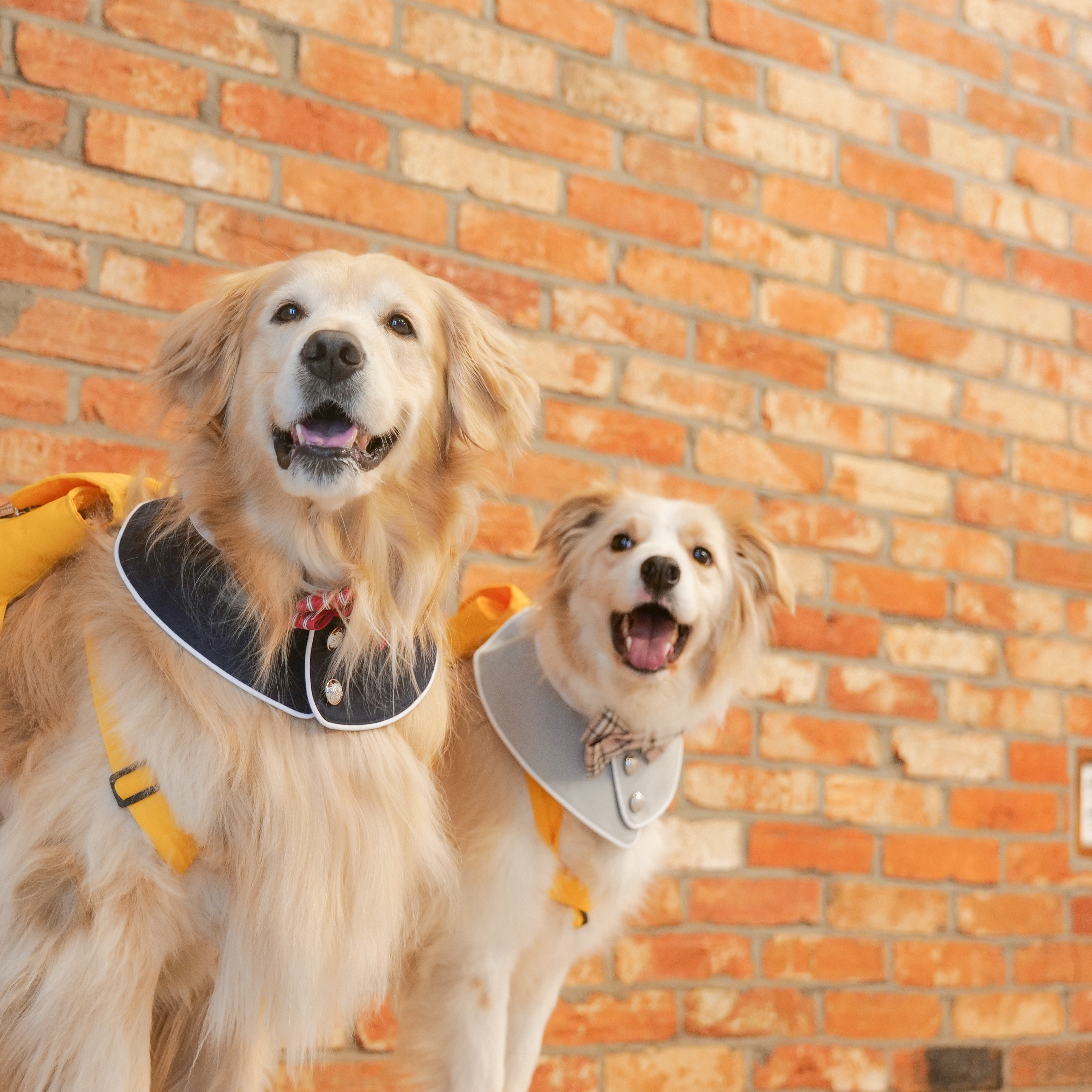 독클래스 대표 이미지