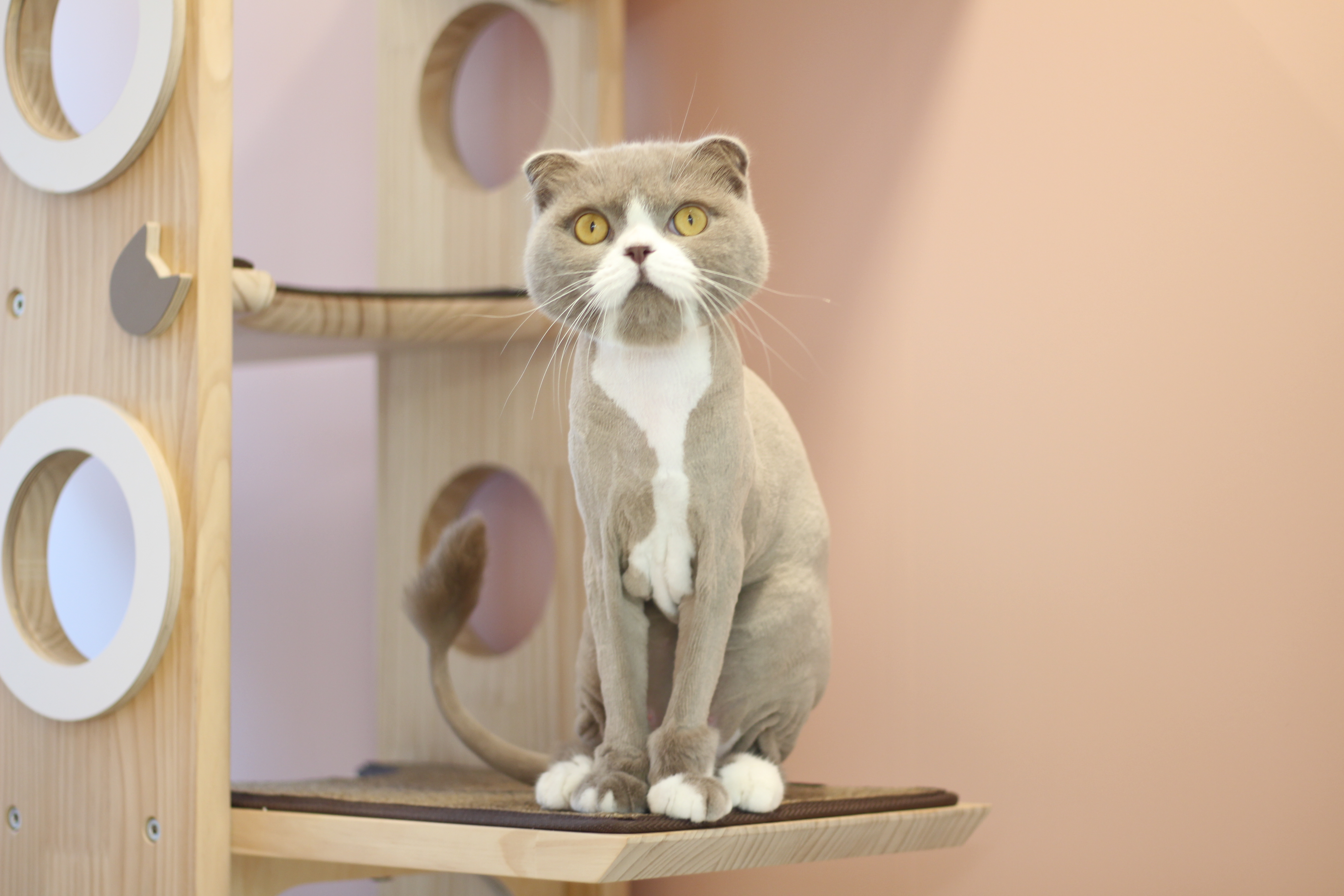 살롱드야옹 미용 고양이호텔 대표 이미지