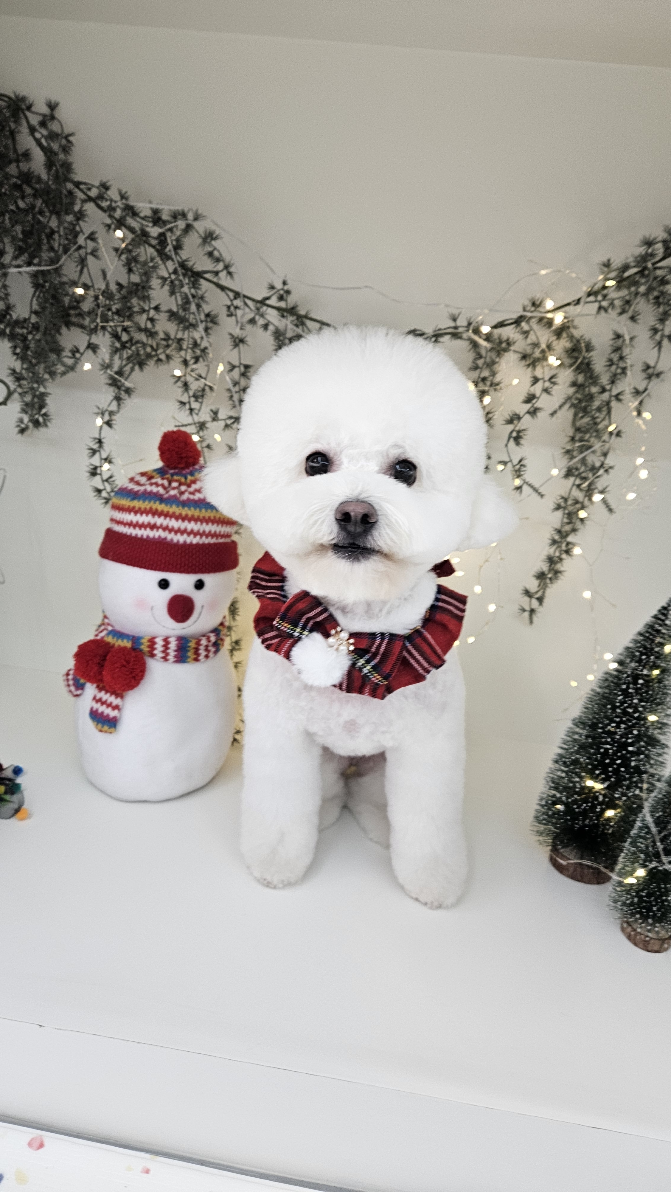 끌리개 대표 이미지