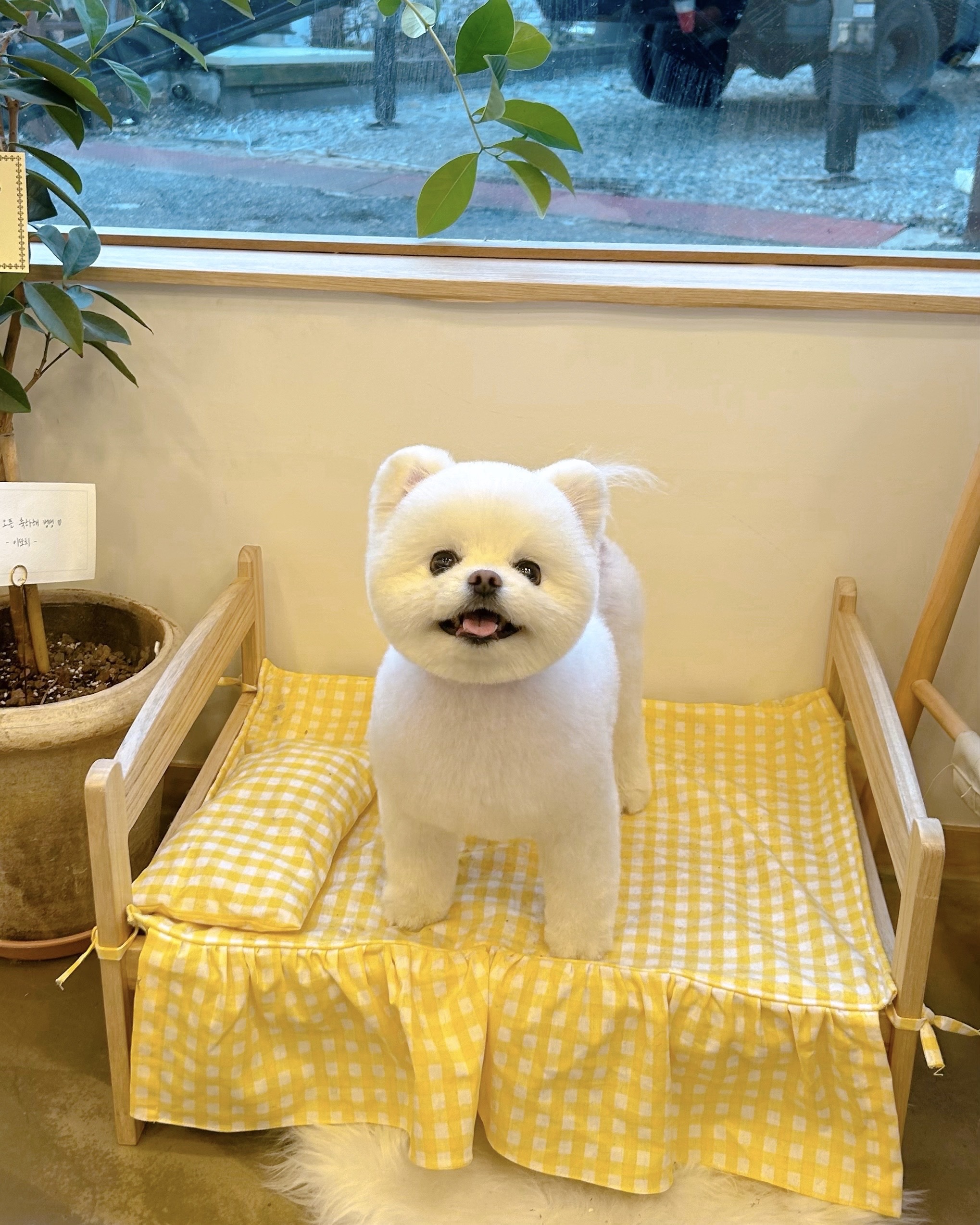 하나이누