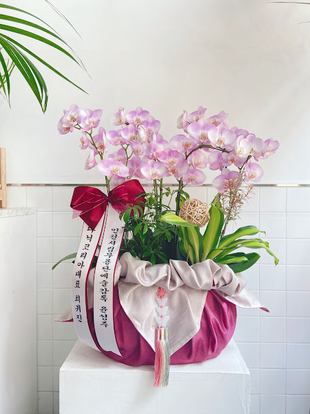 수피다 꽃과식물