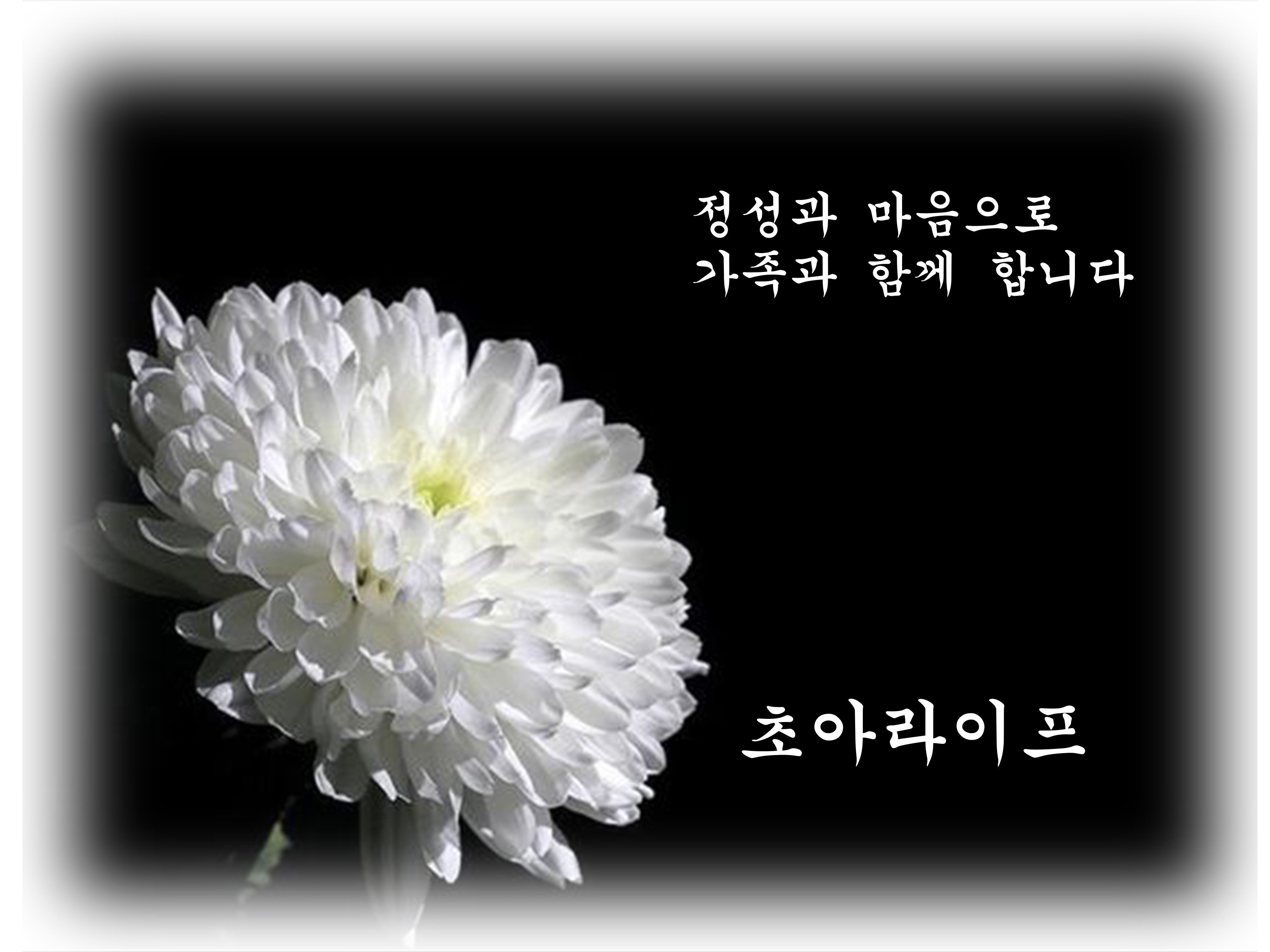 초아라이프