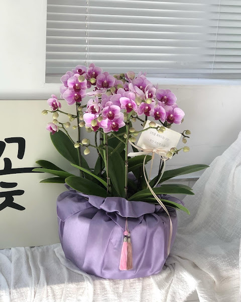 수피다 꽃과식물