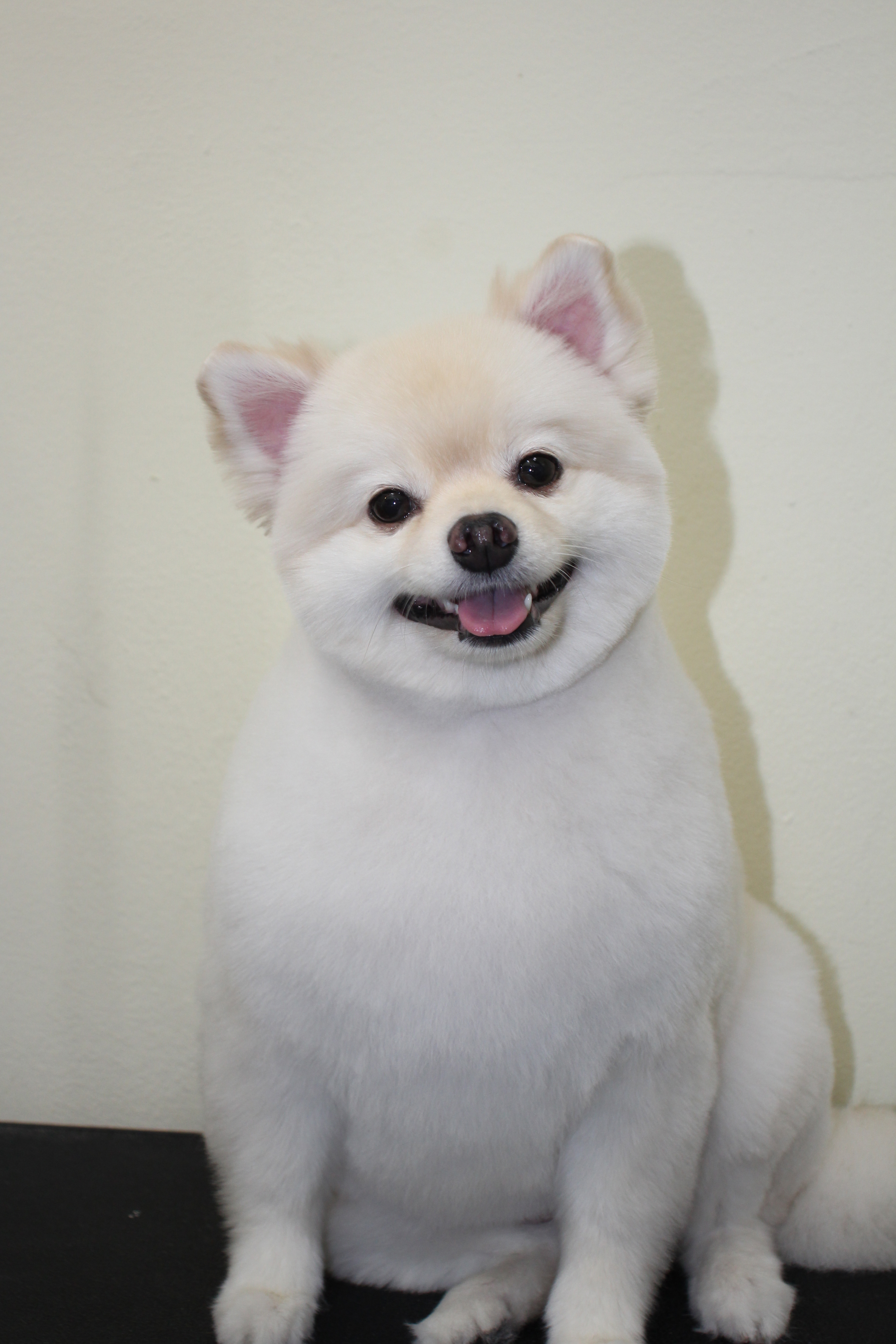 펫피플