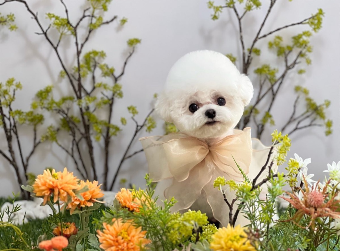 어도러블 대표 이미지