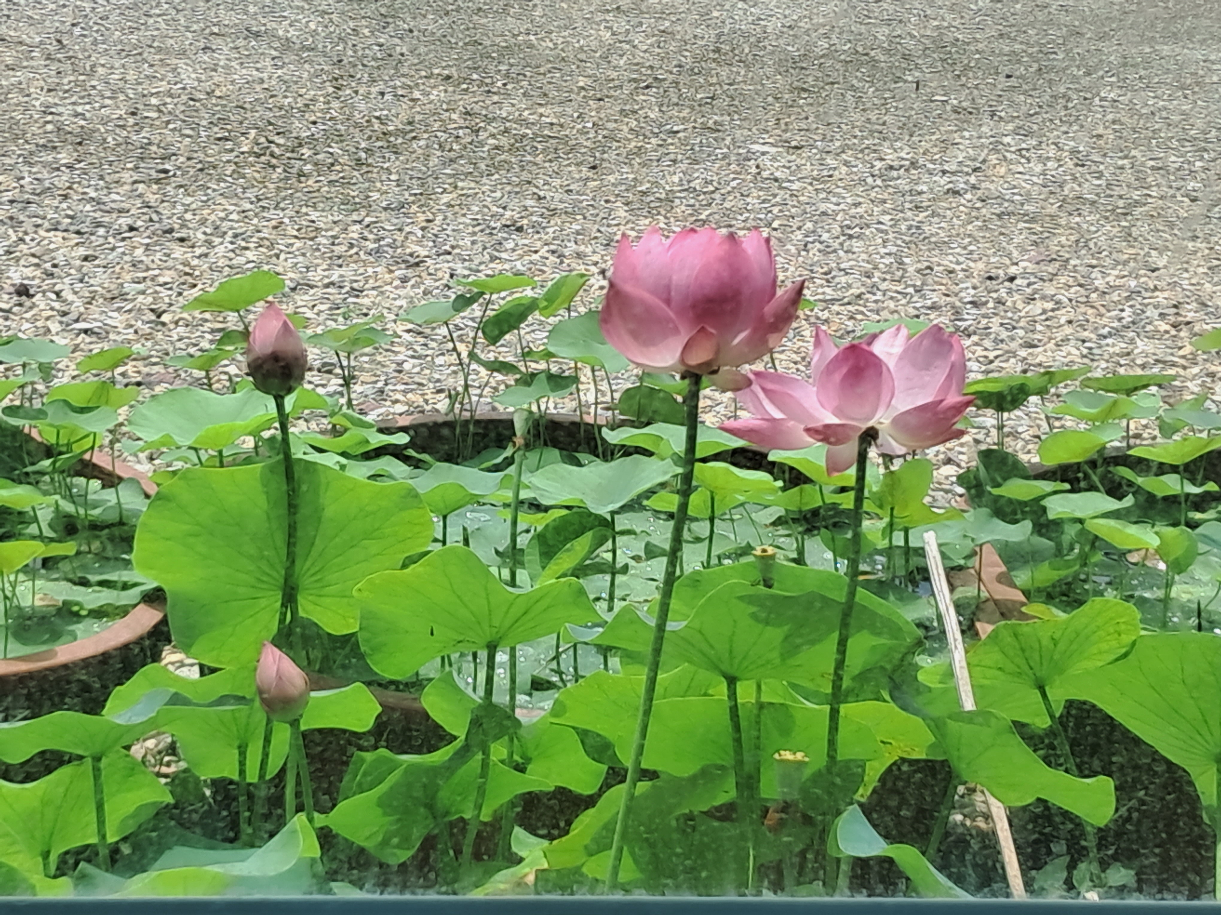 등월루